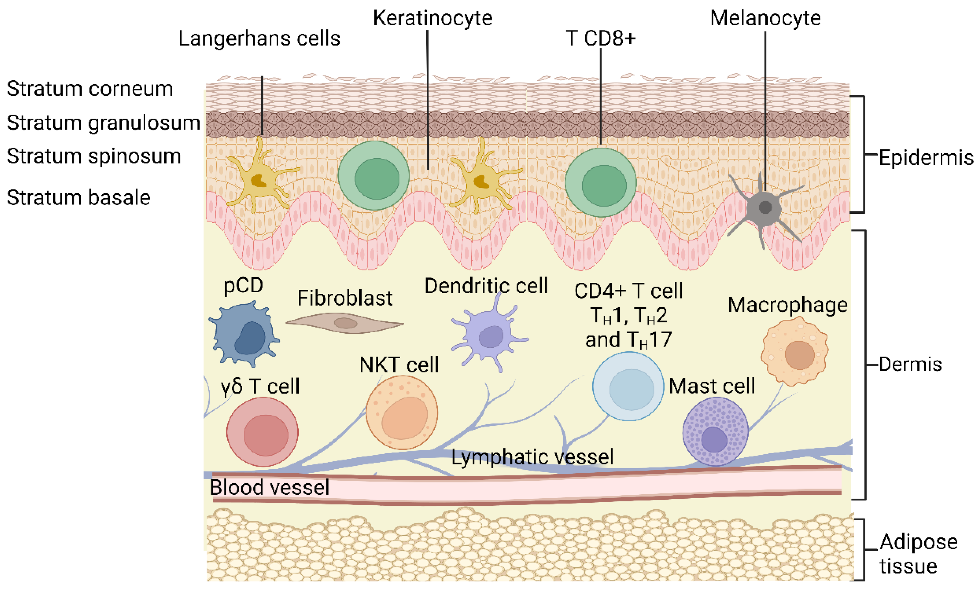 In Vivo (vs In Vitro and Ex Vivo) - The Definitive Guide