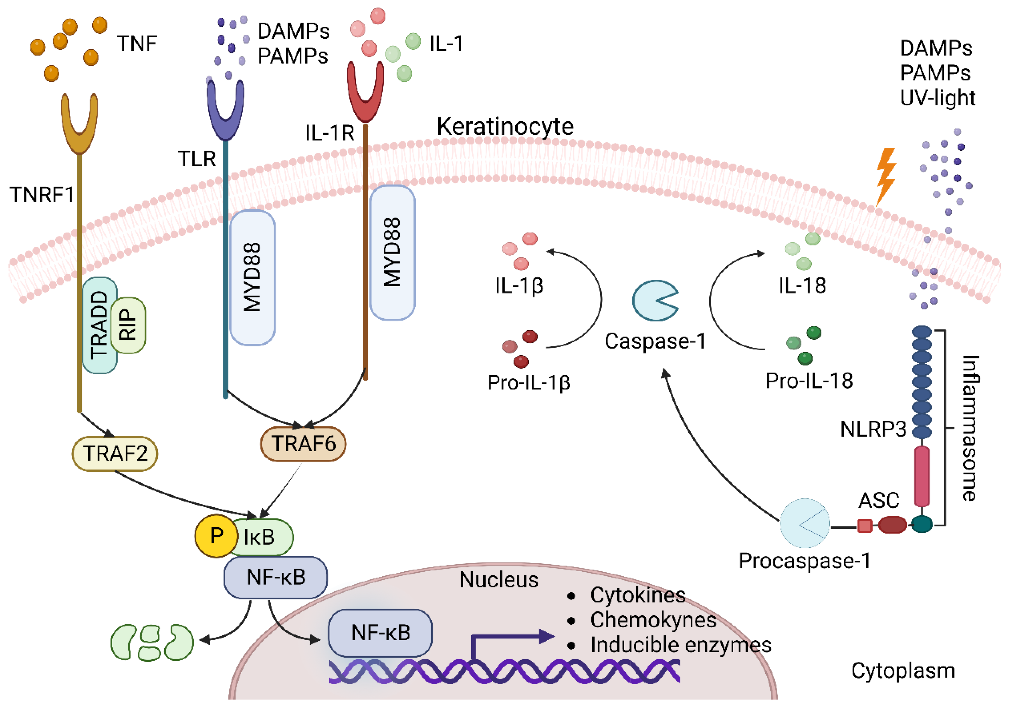 Scipharm 91 00020 g002 Scipharm 91 00020 g002
