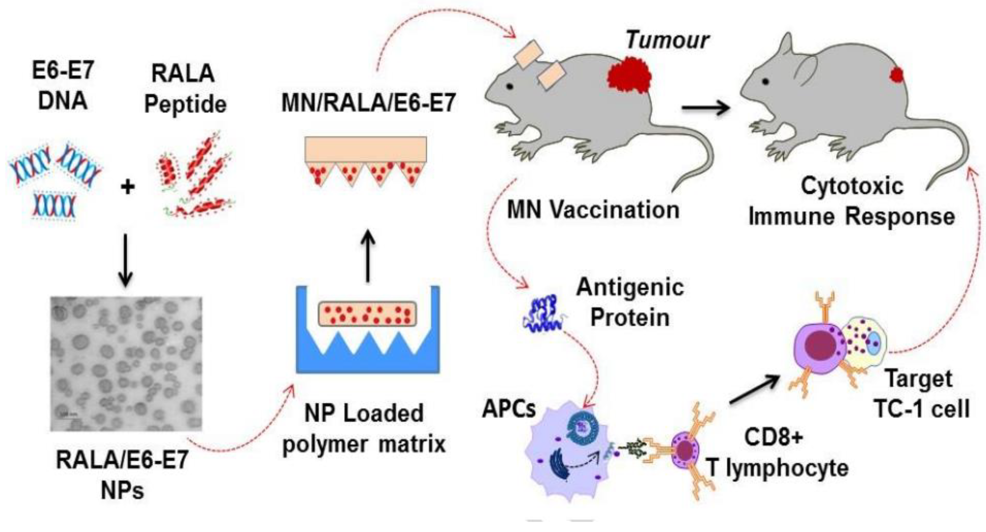 Scipharm 91 00027 g017 Scipharm 91 00027 g017