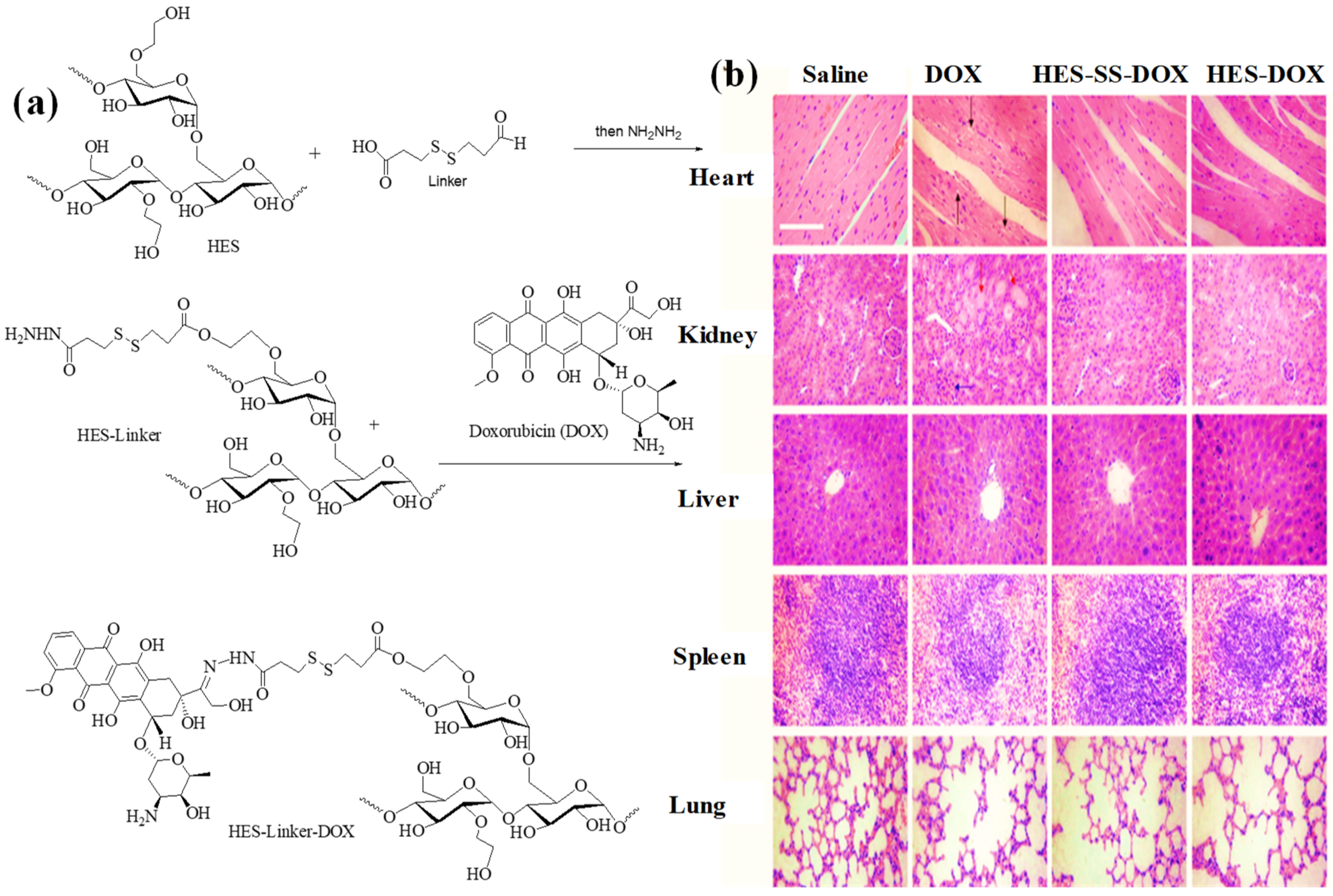 Scipharm 91 00032 g004 Scipharm 91 00032 g004