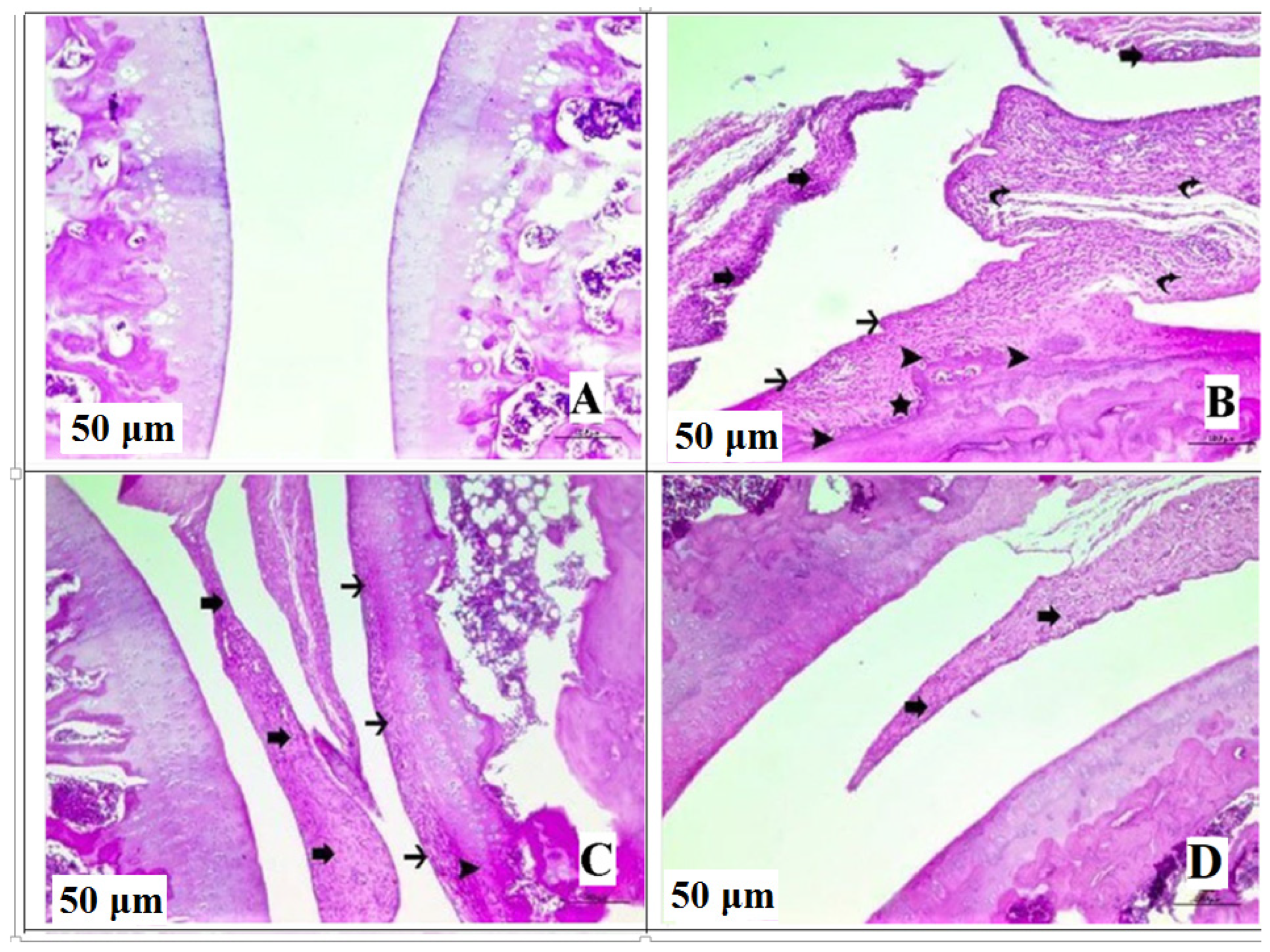 Scipharm 91 00045 g005 Scipharm 91 00045 g005