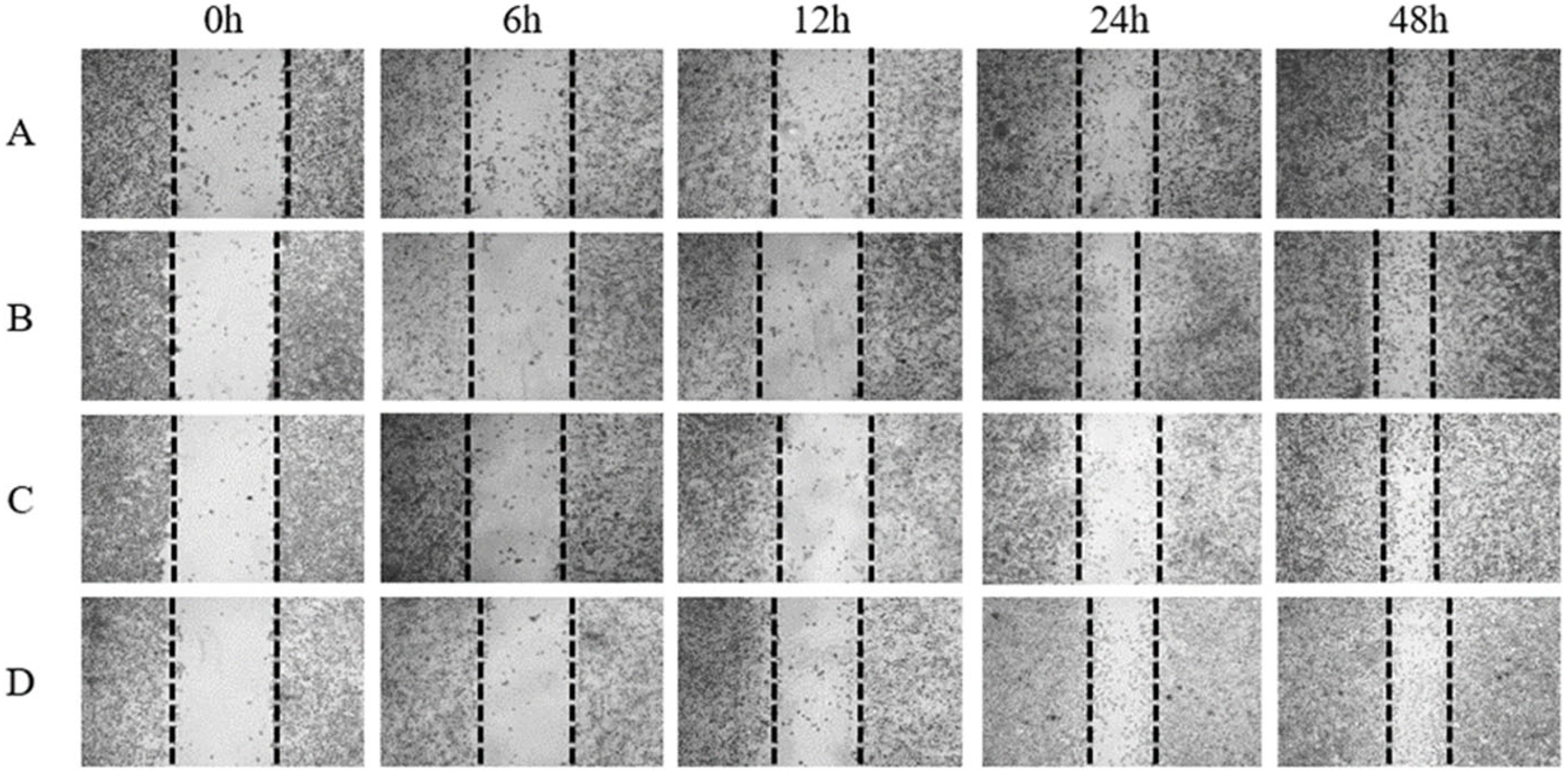 Scipharm 92 00041 g005