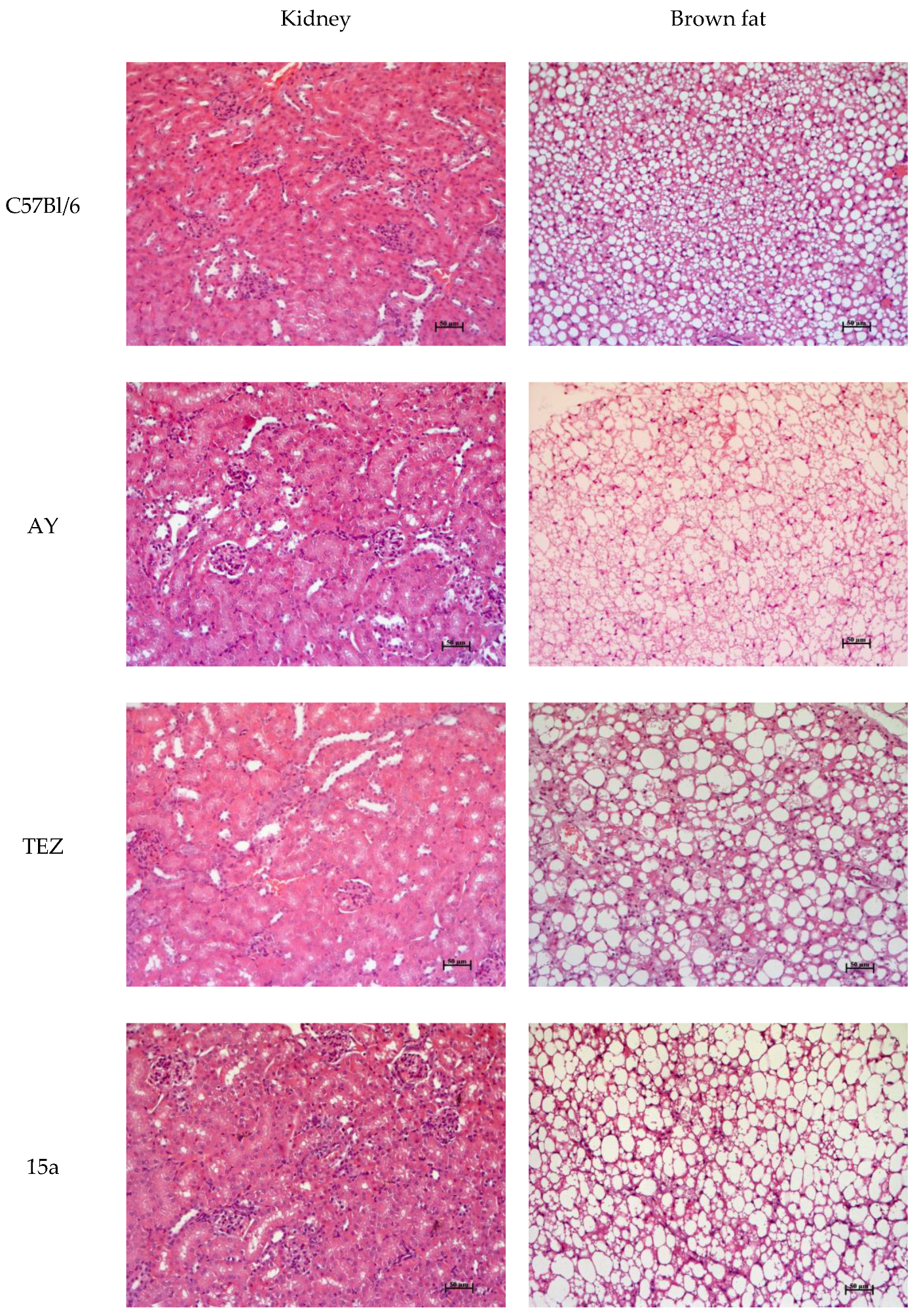 Scipharm 92 00065 g008 Scipharm 92 00065 g008