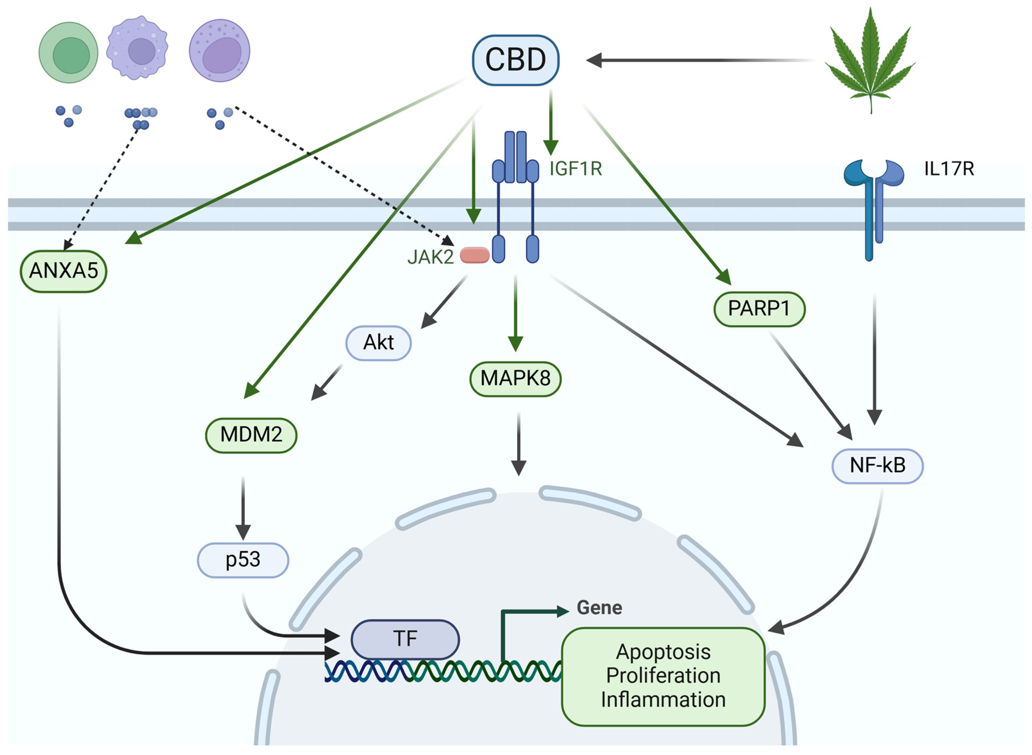 Scipharm 93 00012 g011