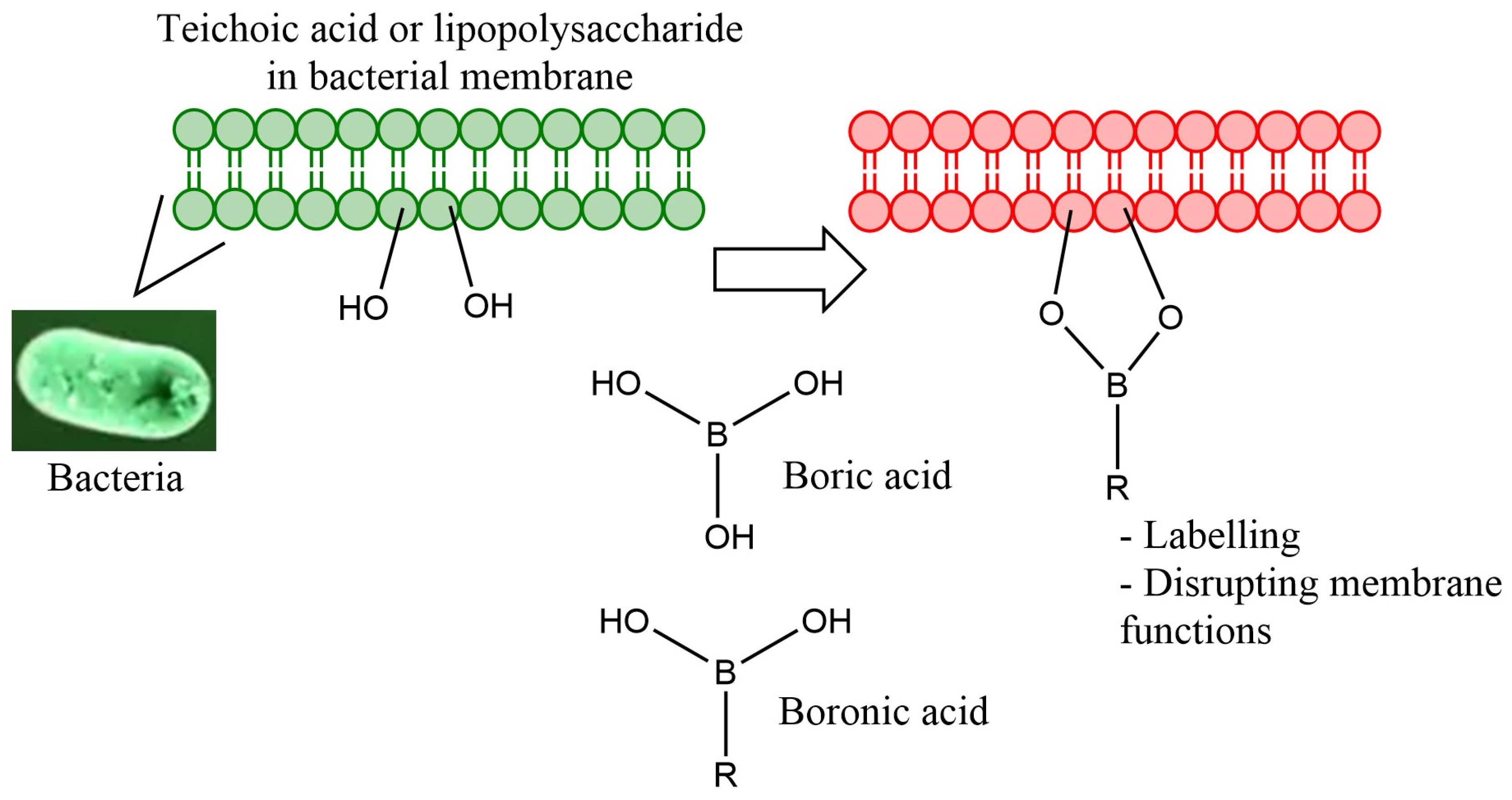 Scipharm 93 00014 g002