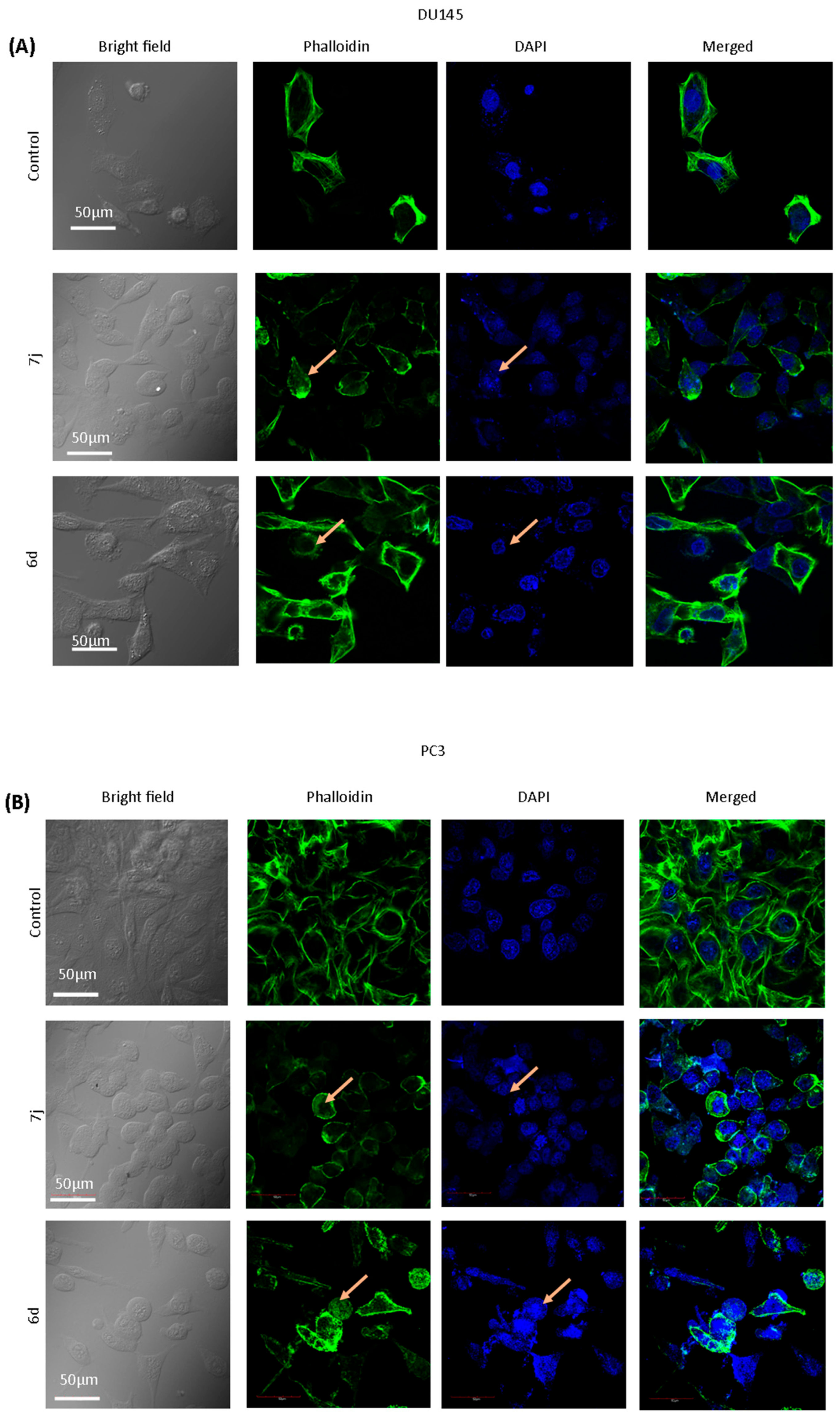 Scipharm 93 00025 g006