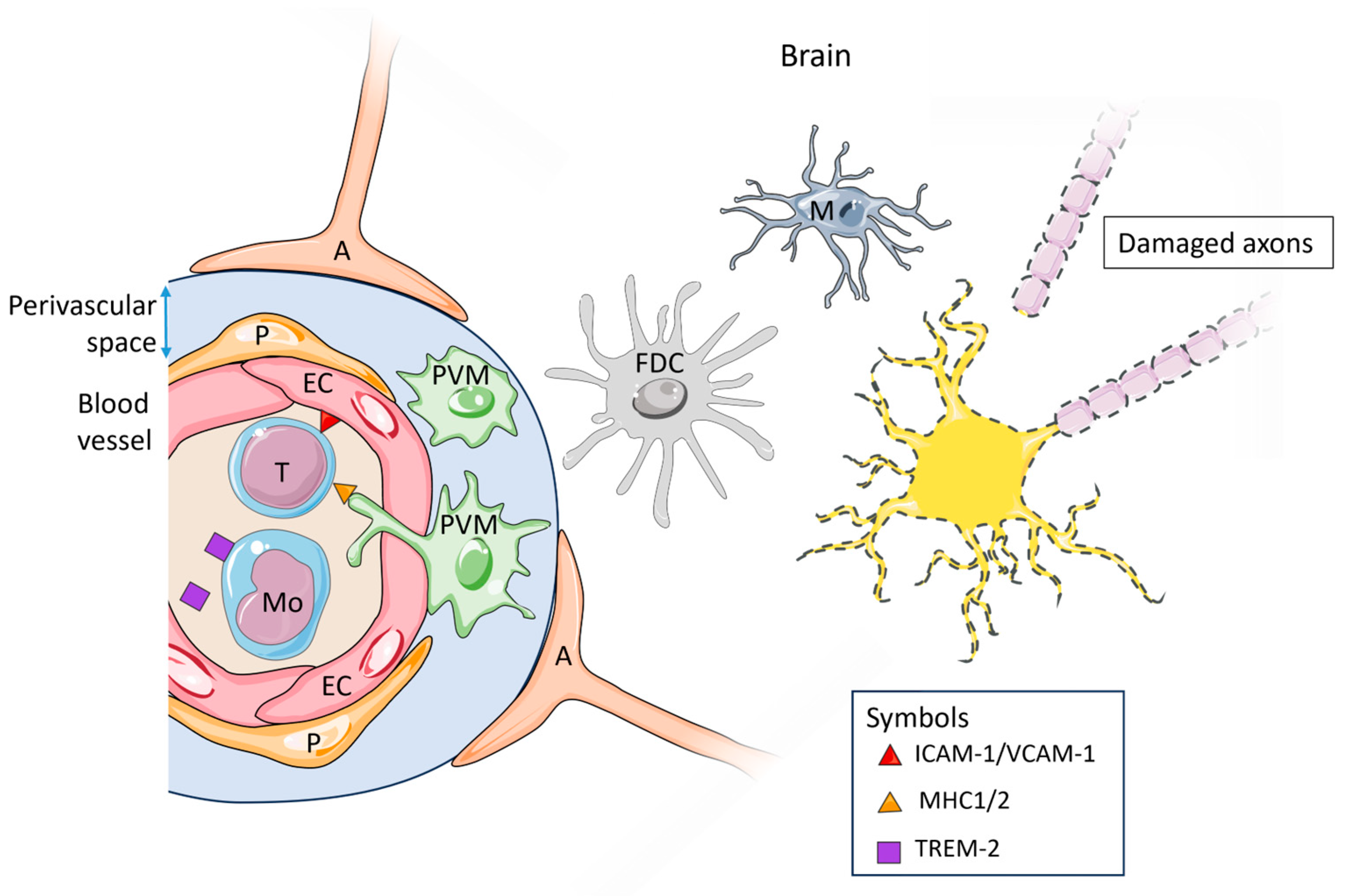 Sclerosis 02 00009 g002