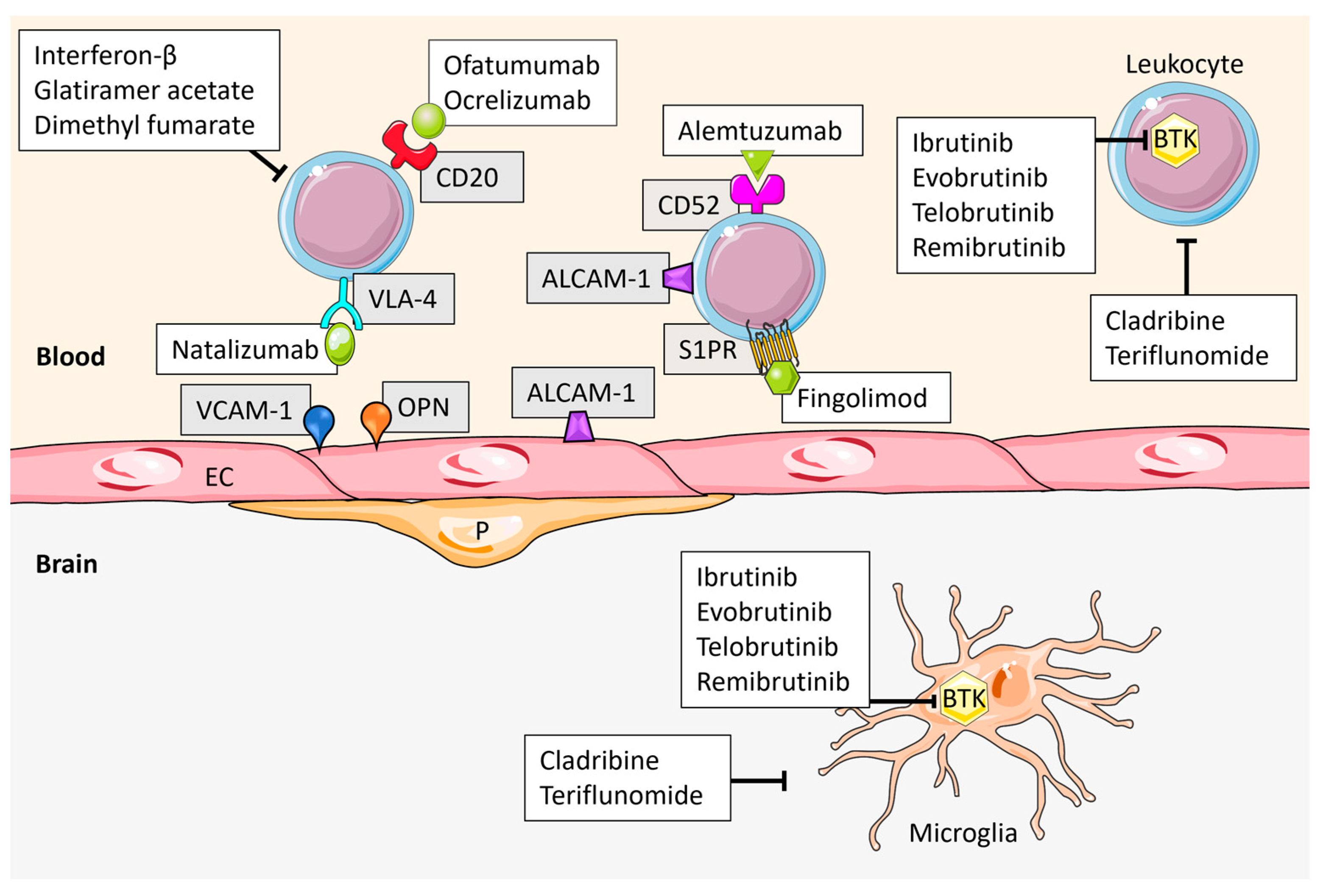 Sclerosis 02 00009 g003