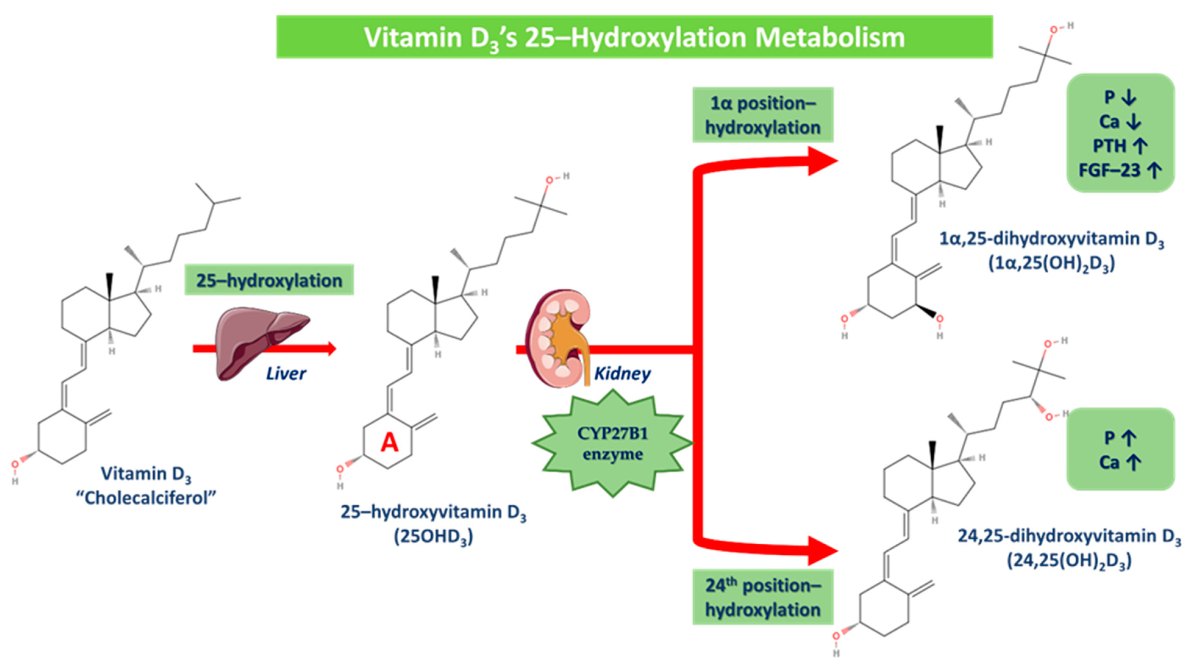 Sclerosis 02 00015 g005 Sclerosis 02 00015 g005