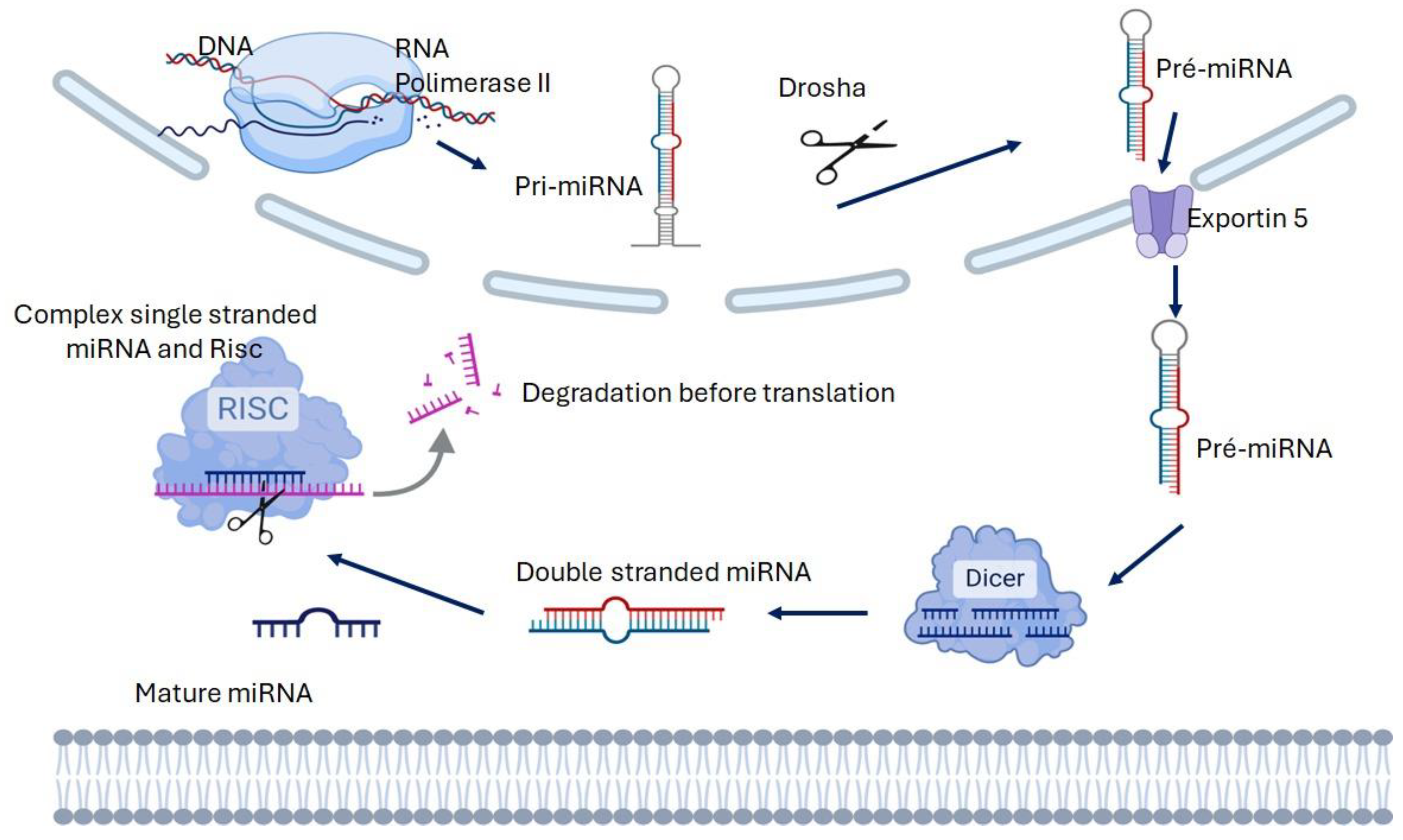 Sclerosis 03 00016 g001