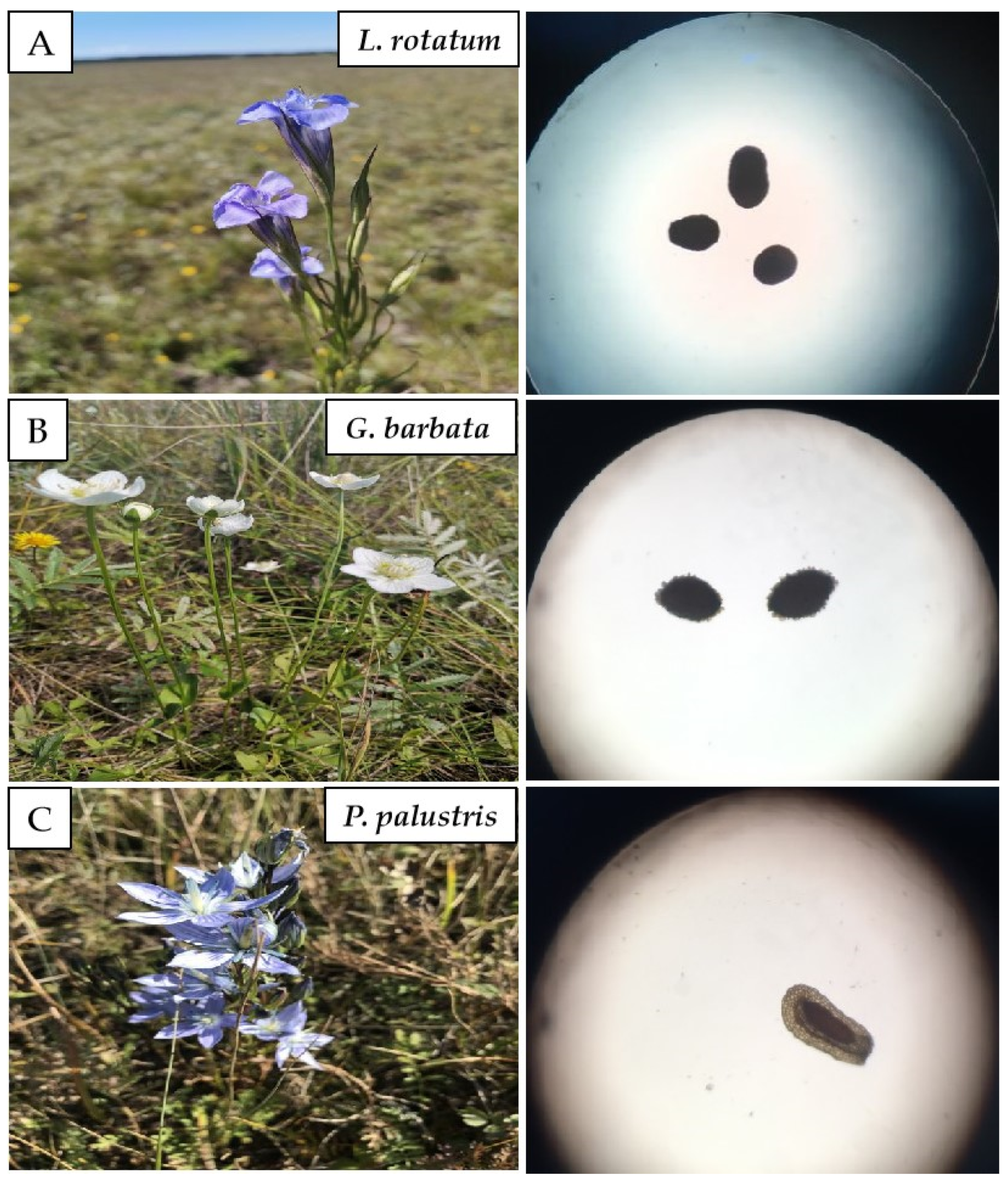 Seeds 01 00019 g001 Seeds 01 00019 g001