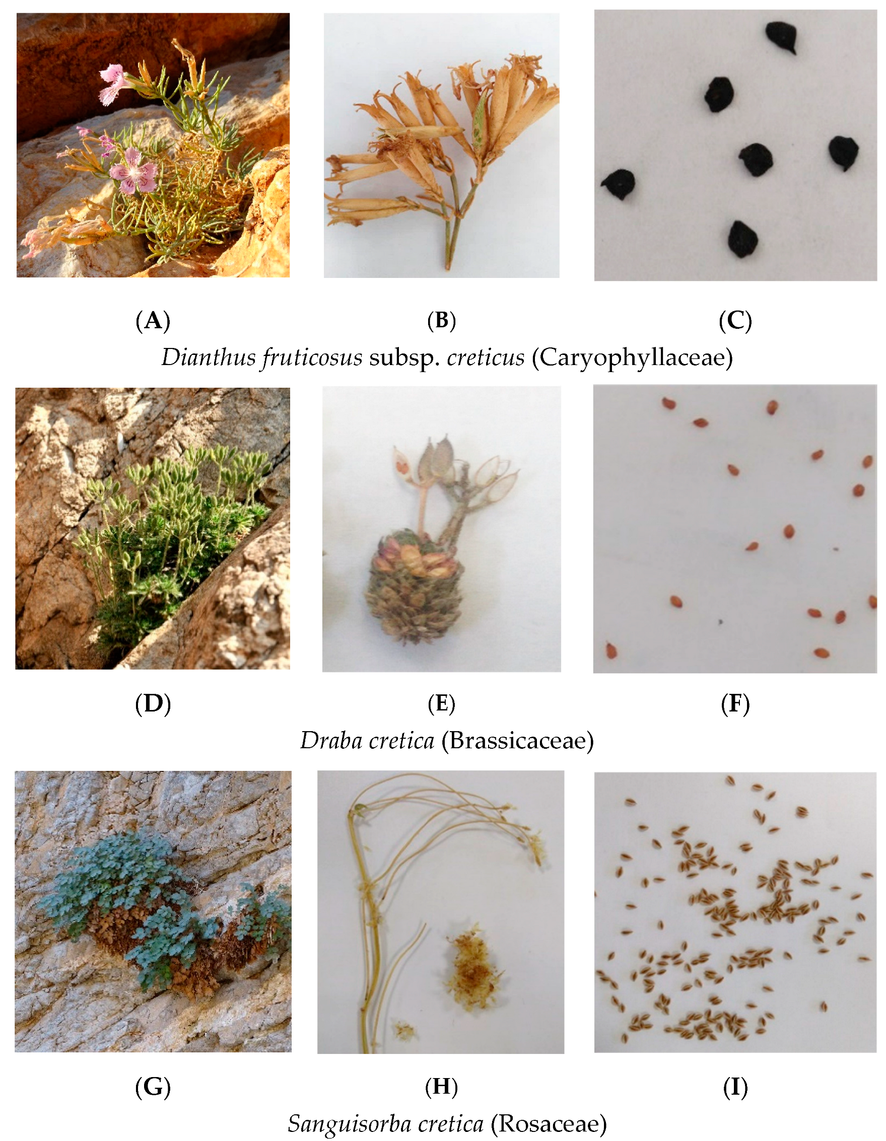 Seeds 01 00024 g001 Seeds 01 00024 g001