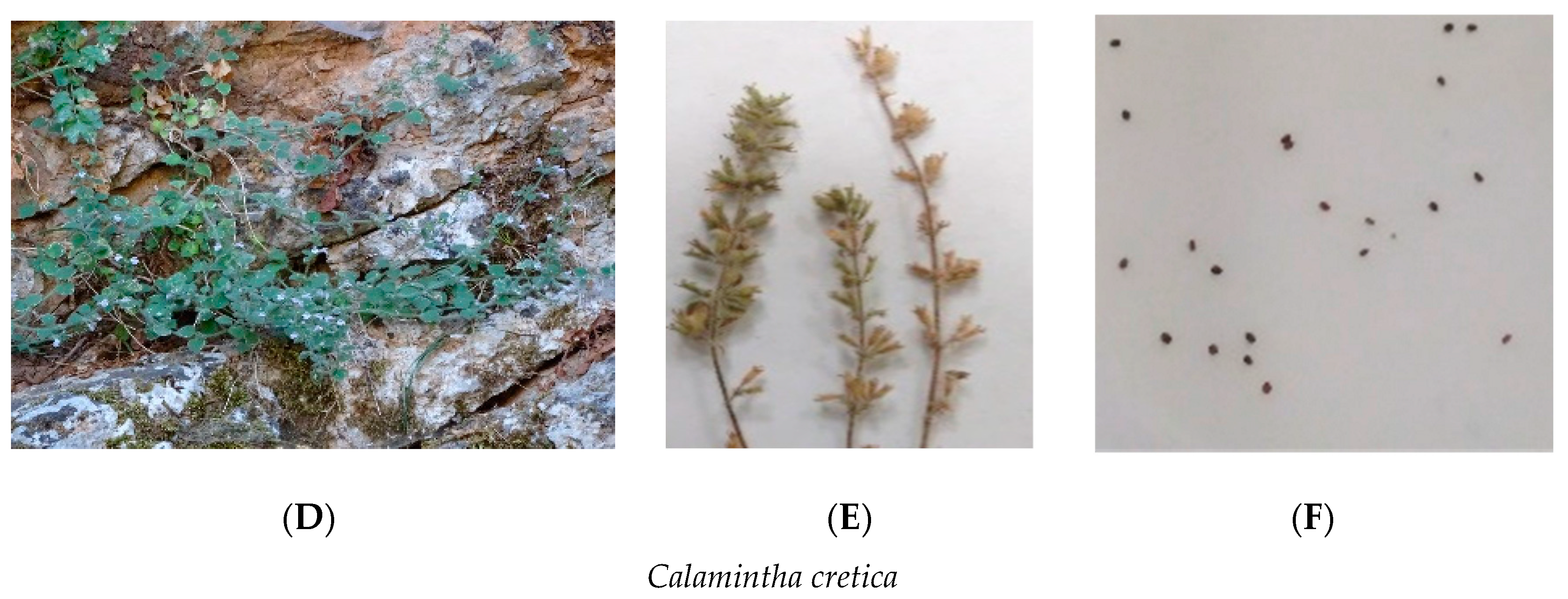 Seeds 01 00024 g003b Seeds 01 00024 g003b