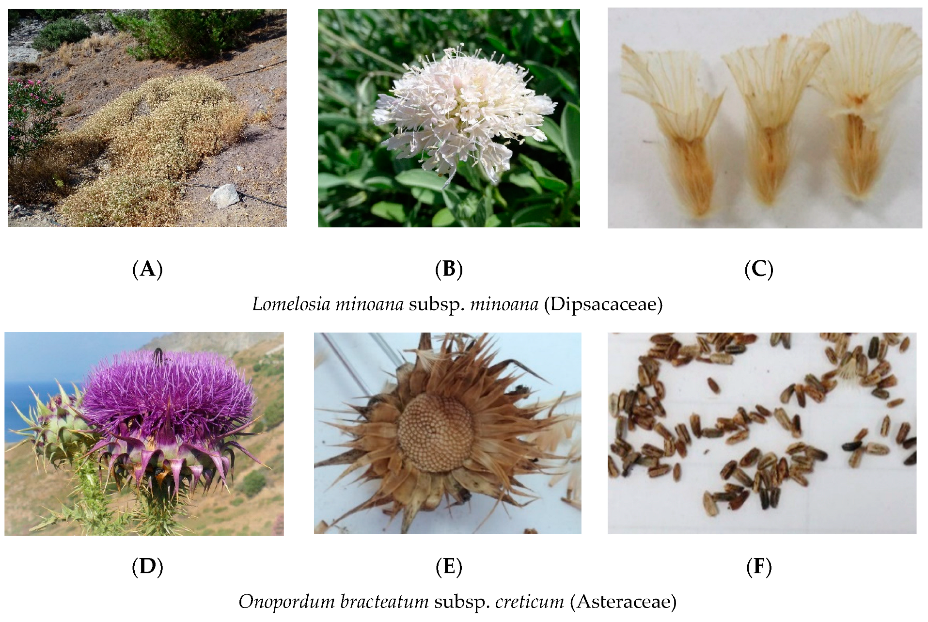 Seeds 01 00024 g004 Seeds 01 00024 g004