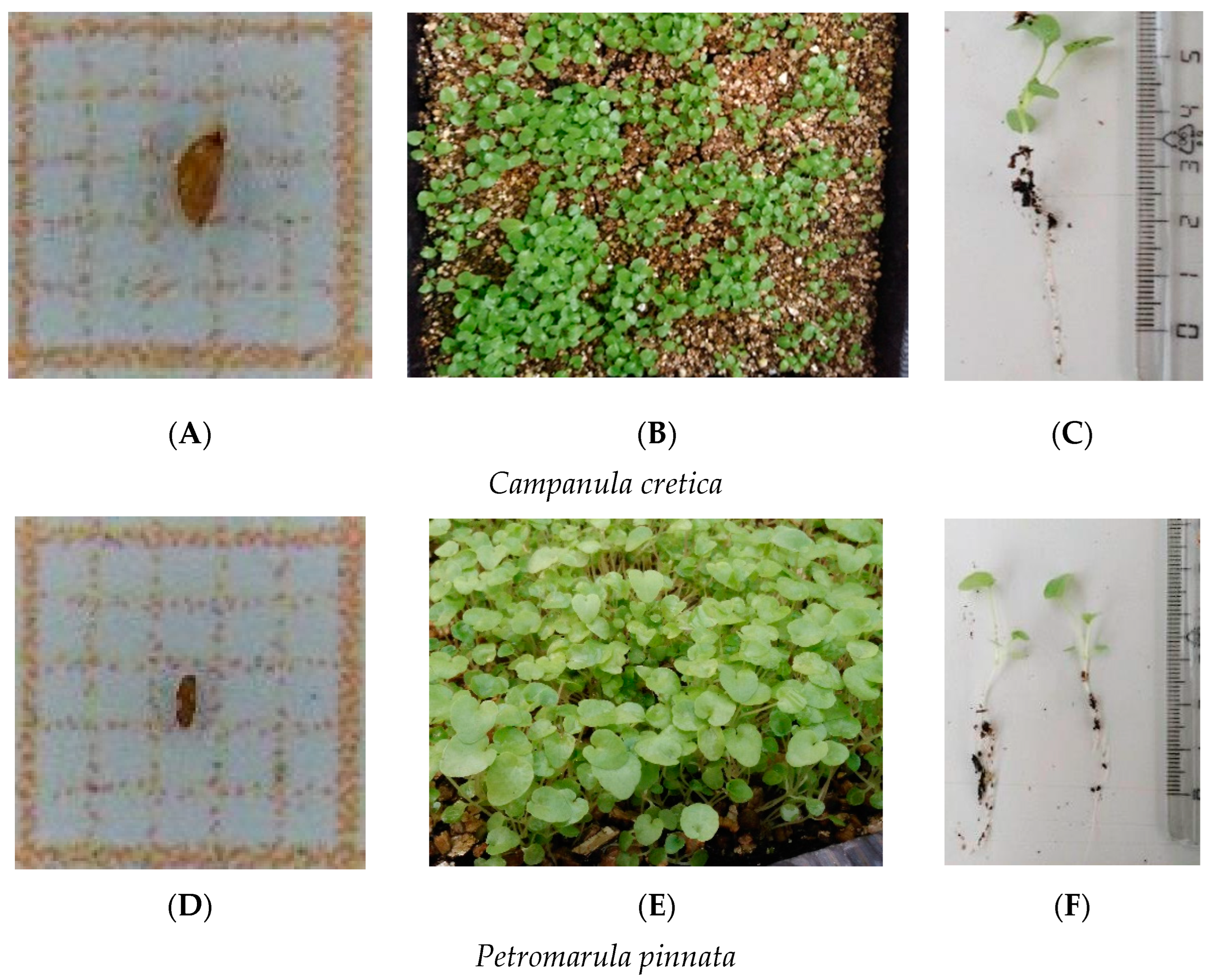 Seeds 01 00024 g005 Seeds 01 00024 g005