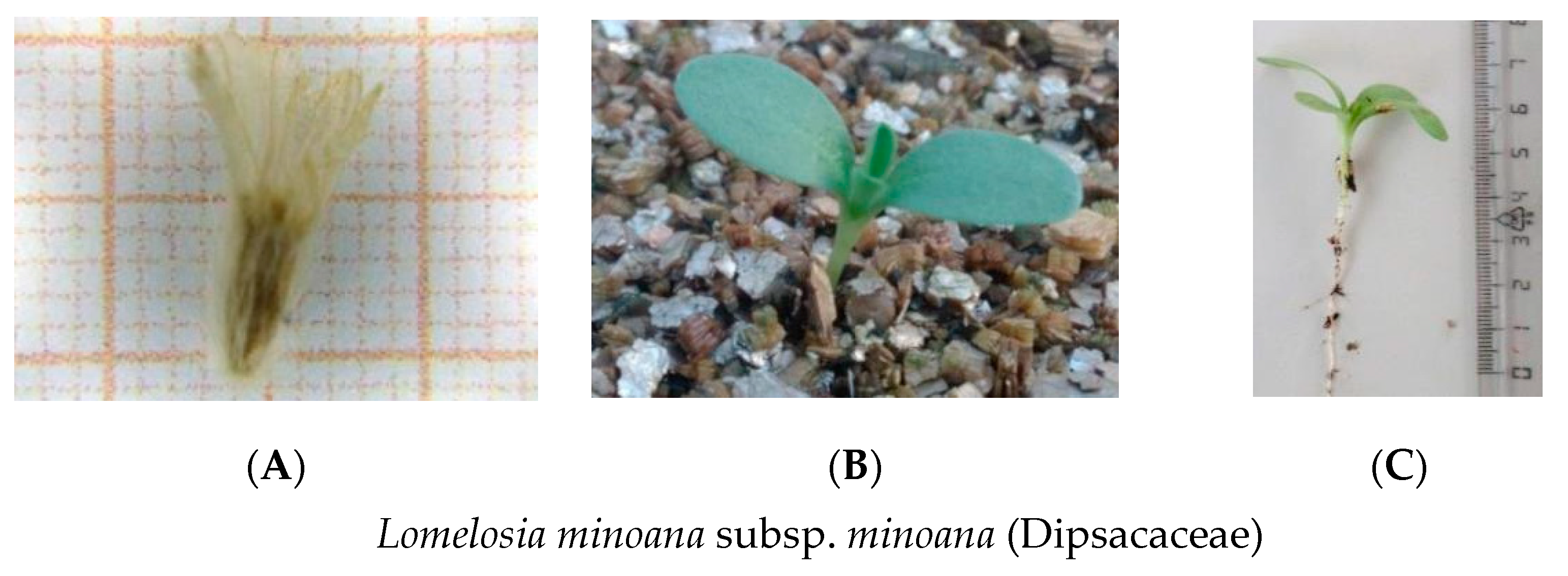 Seeds 01 00024 g008a Seeds 01 00024 g008a