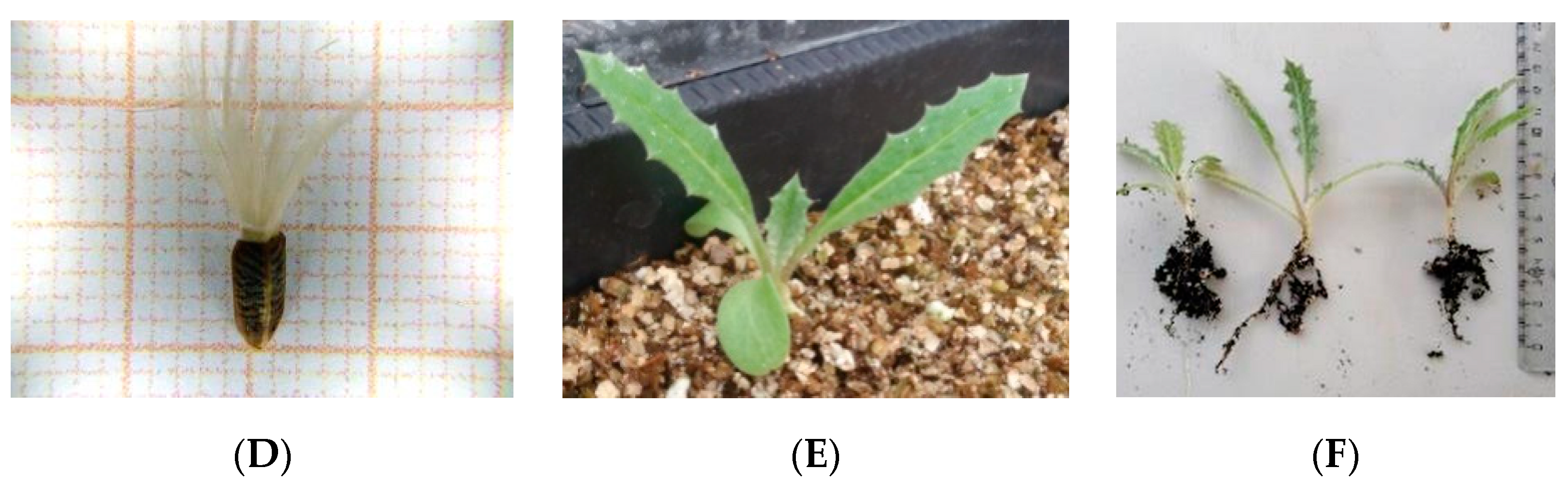 Seeds 01 00024 g008b Seeds 01 00024 g008b