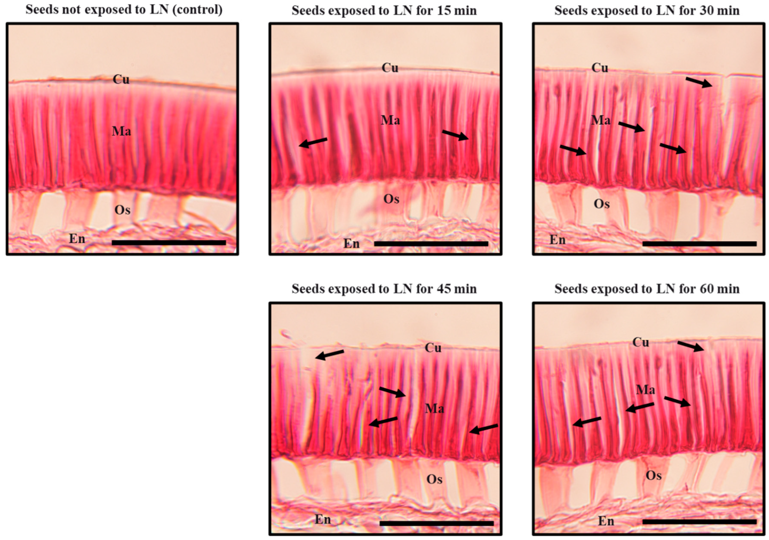 Seeds 02 00011 g003 Seeds 02 00011 g003