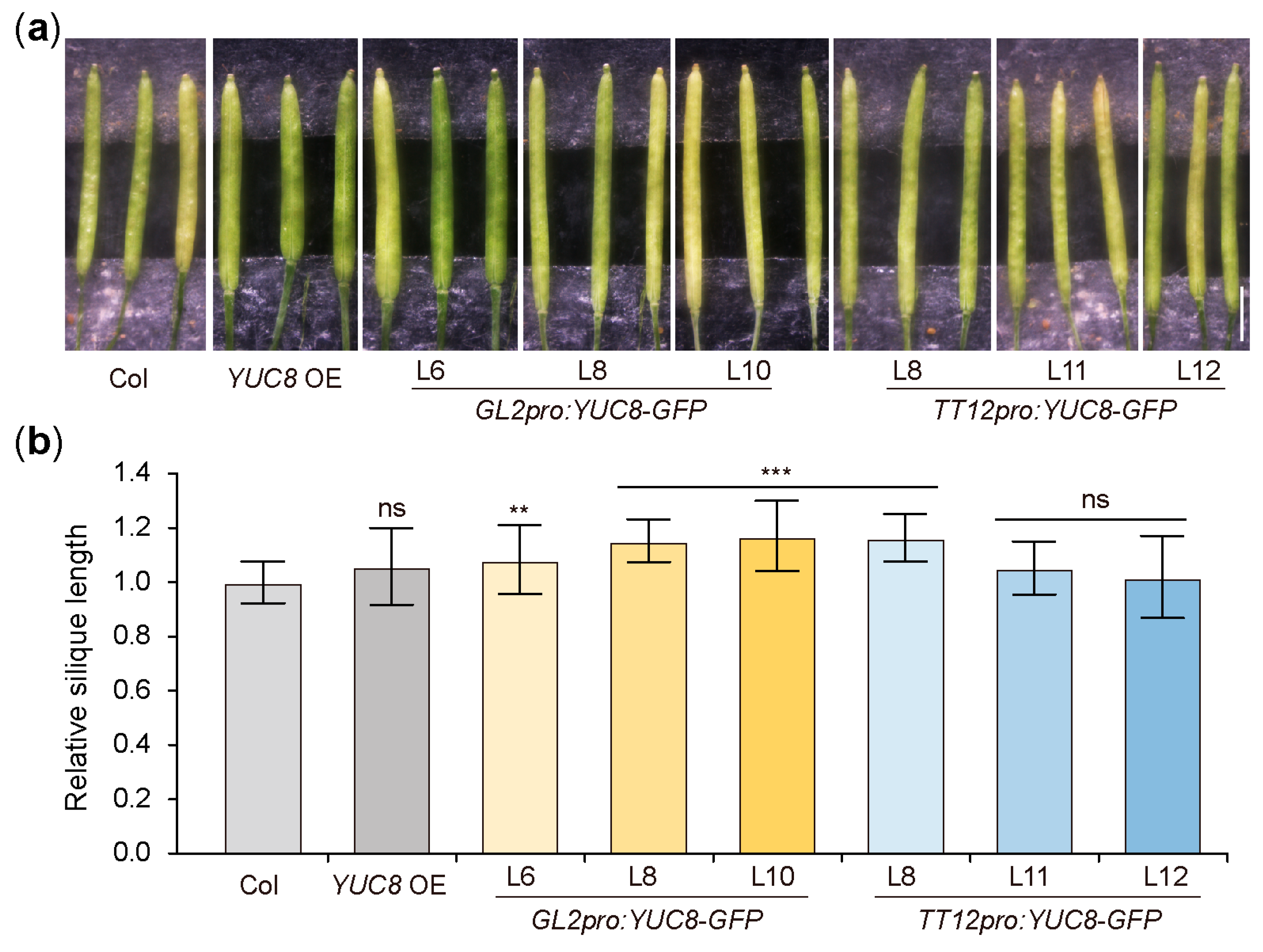 Seeds 02 00021 g004 Seeds 02 00021 g004