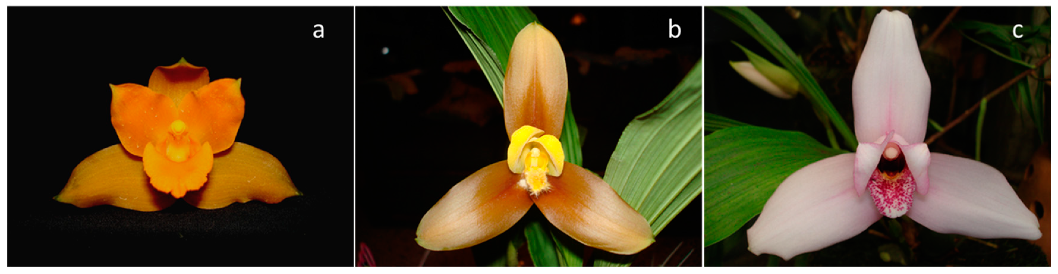 The Physioogy of Tropical Orchids in Relation To The Industry