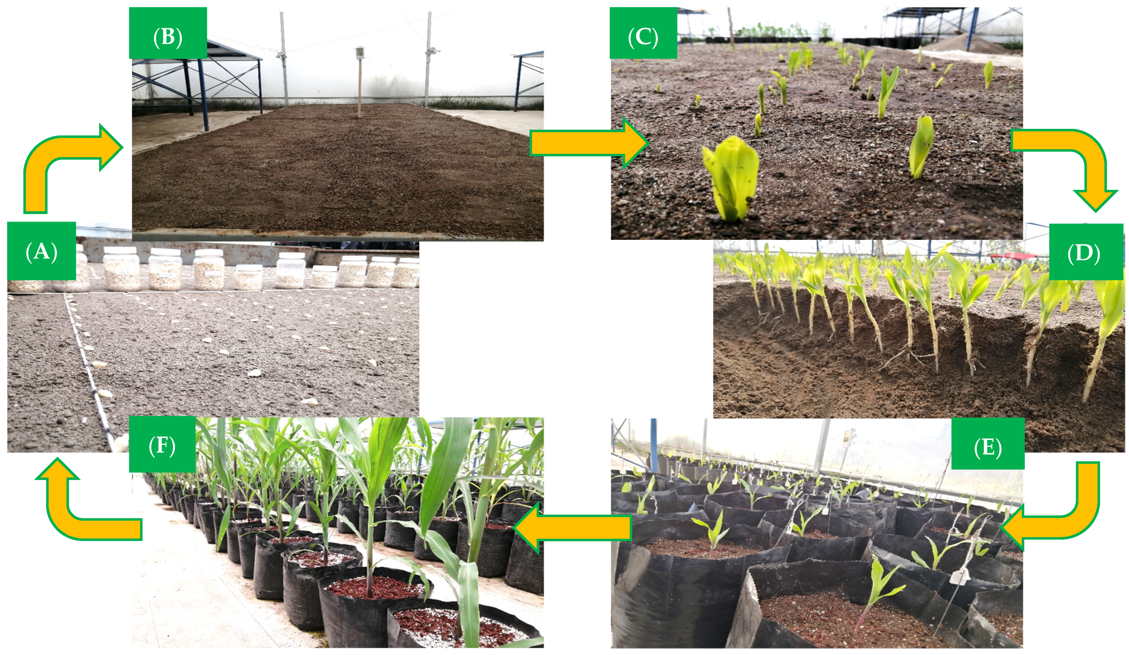 Seeds 03 00012 g001 Seeds 03 00012 g001