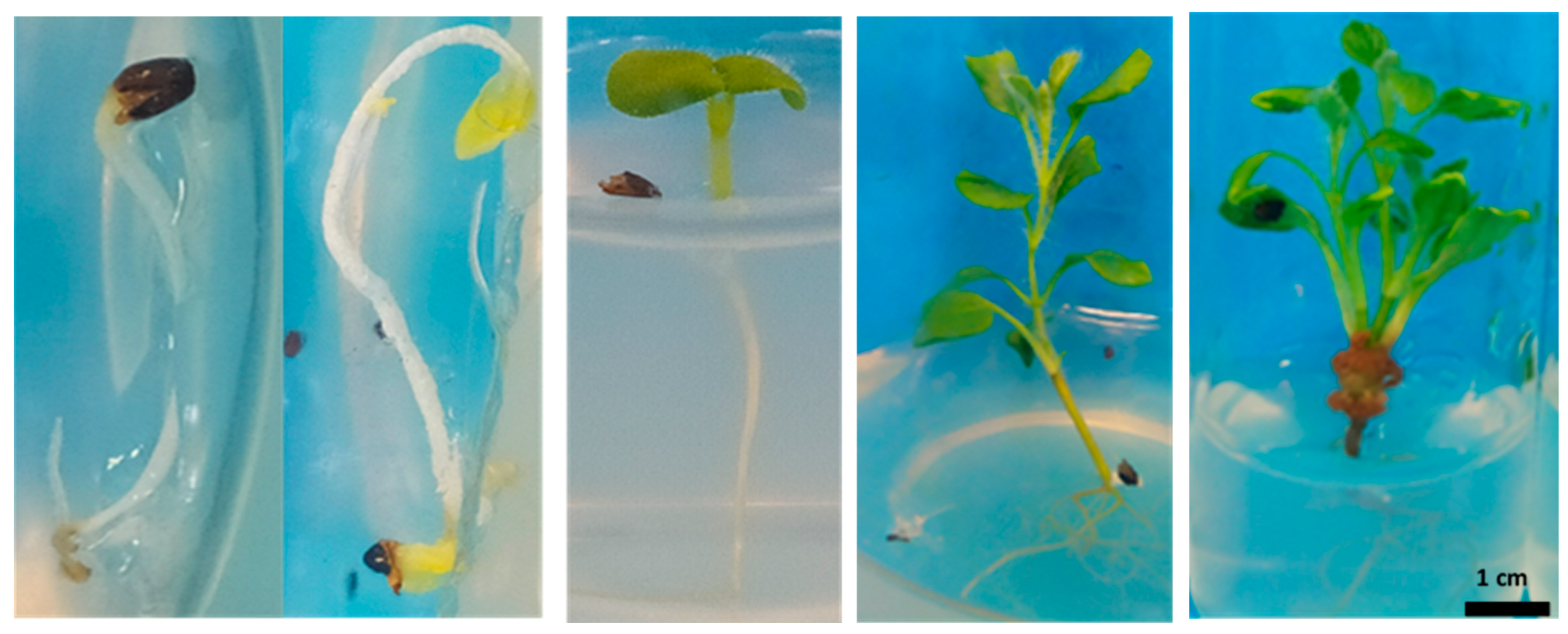 Seeds 03 00029 g004
