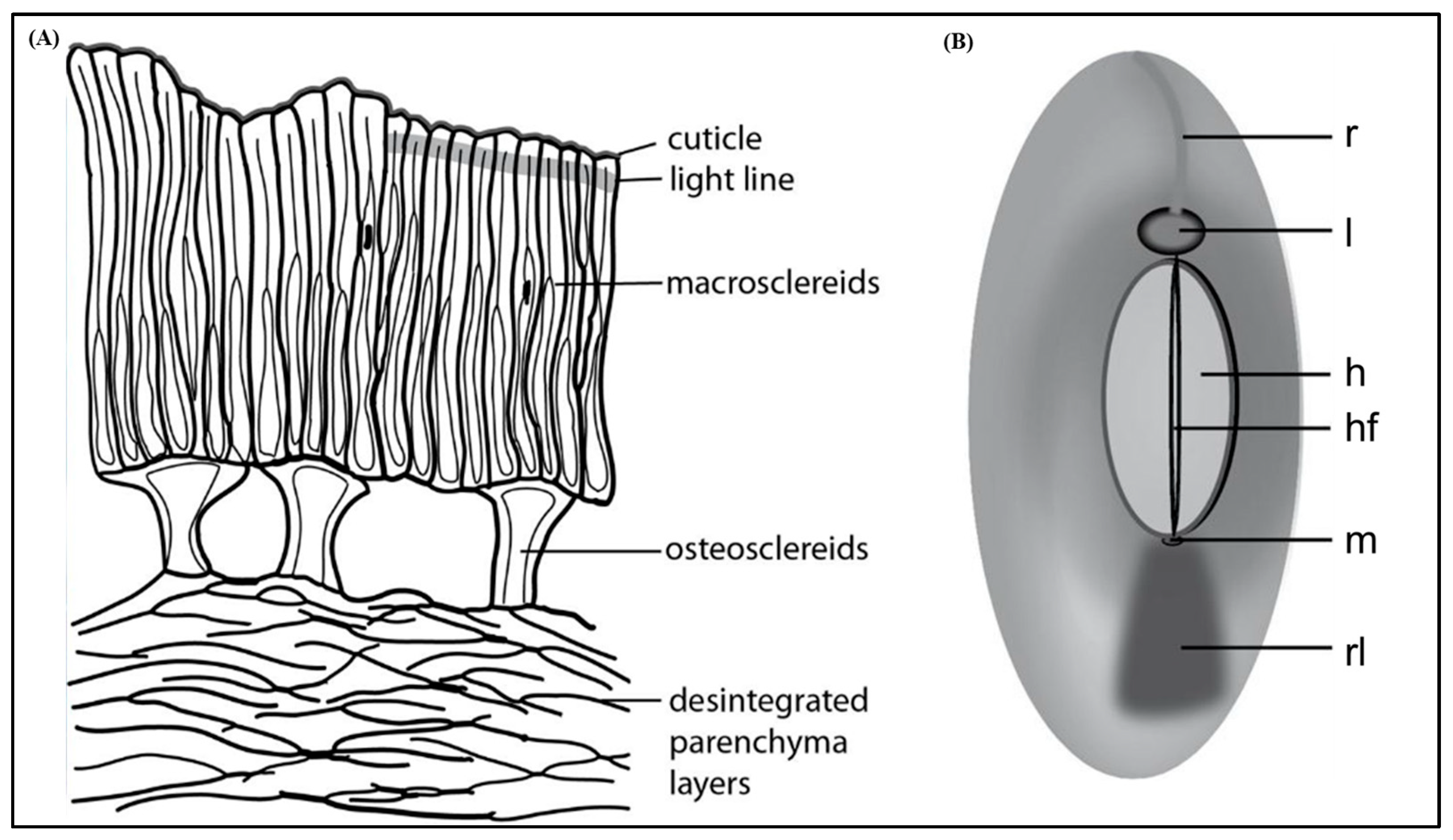 Seeds 03 00038 g001 Seeds 03 00038 g001