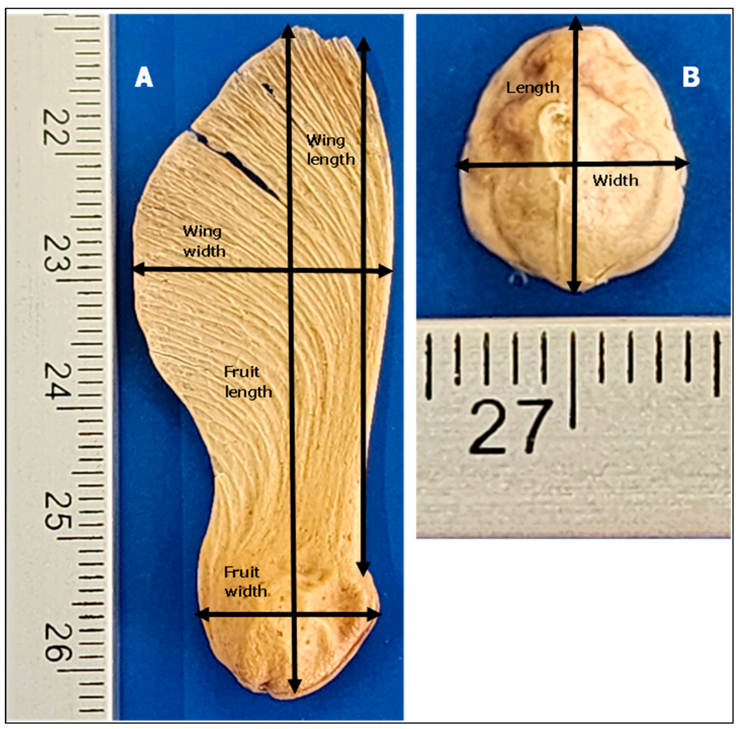 Seeds 03 00042 g002 Seeds 03 00042 g002