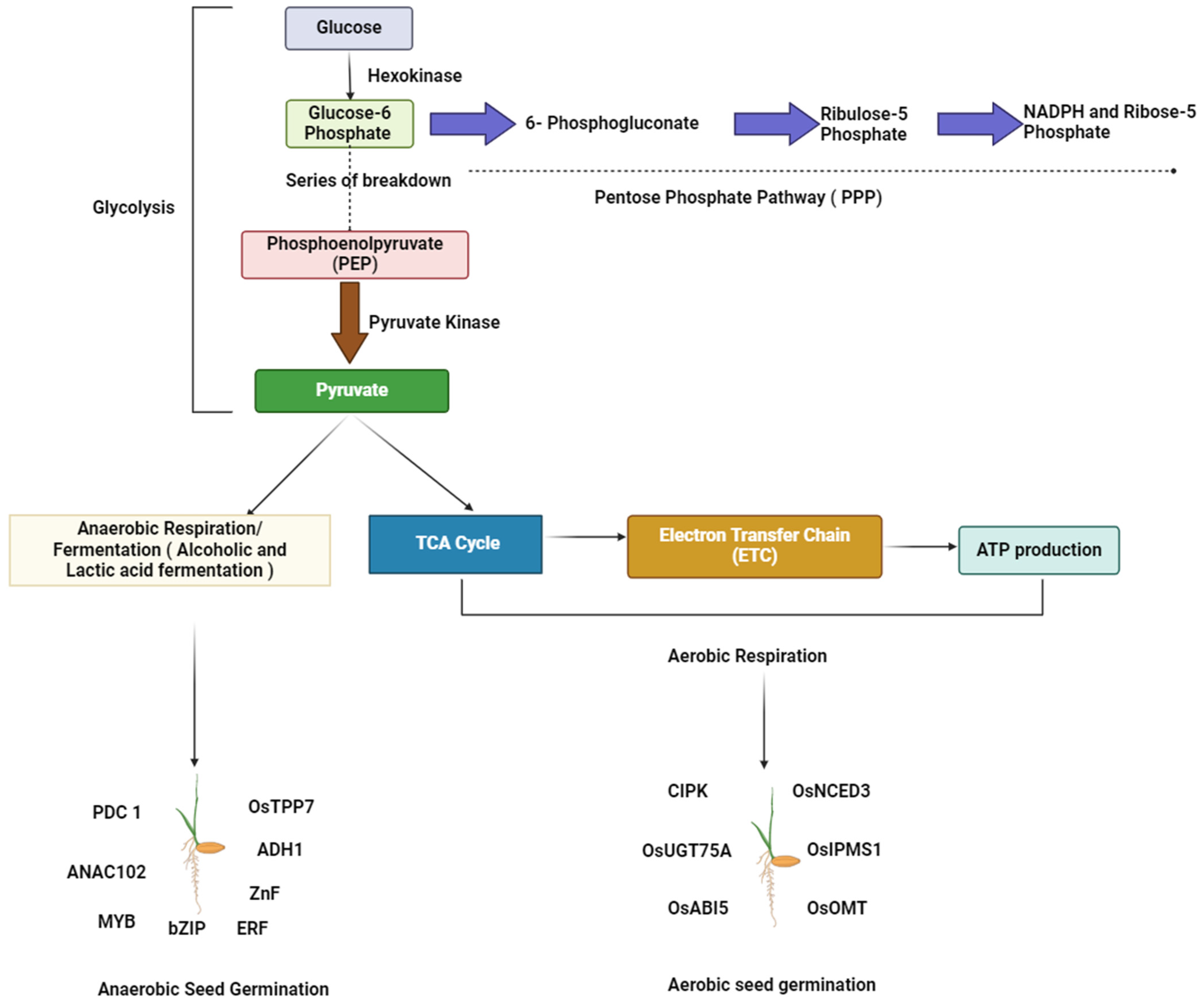 Seeds 03 00043 g001 Seeds 03 00043 g001