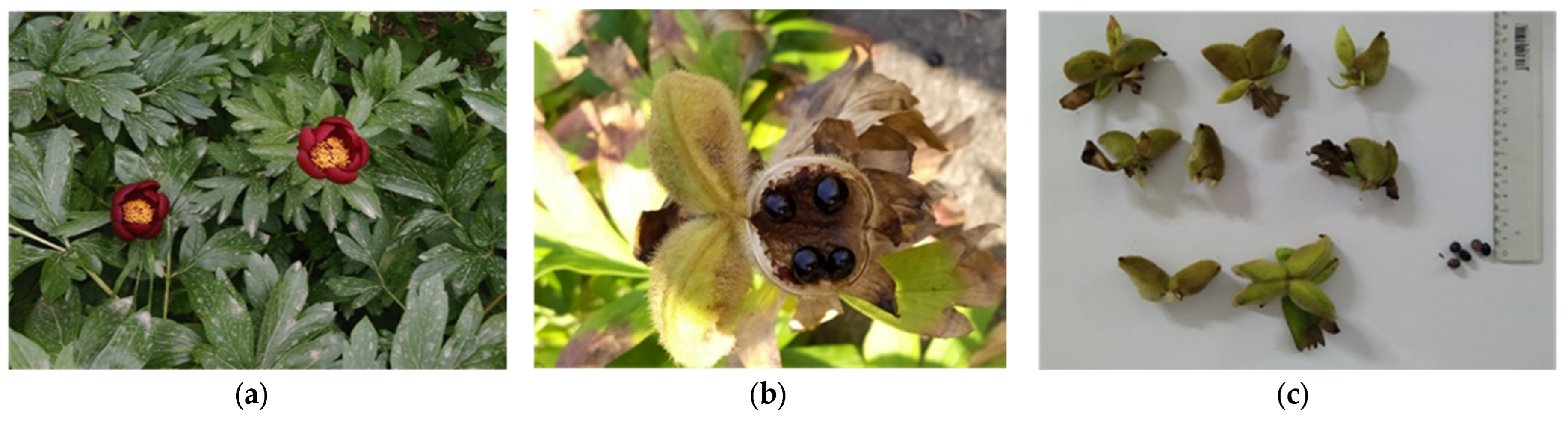 Seeds 04 00007 g001a