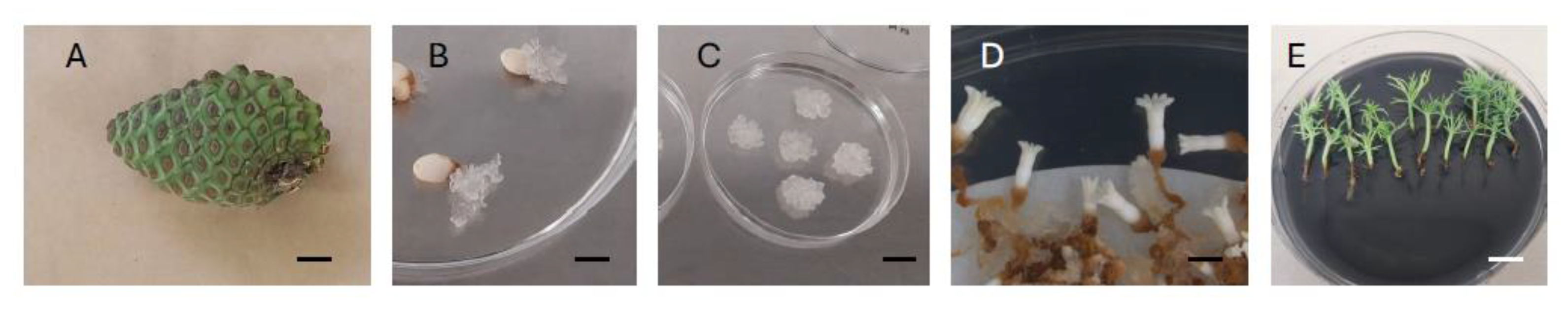 Seeds 04 00041 g002 Seeds 04 00041 g002