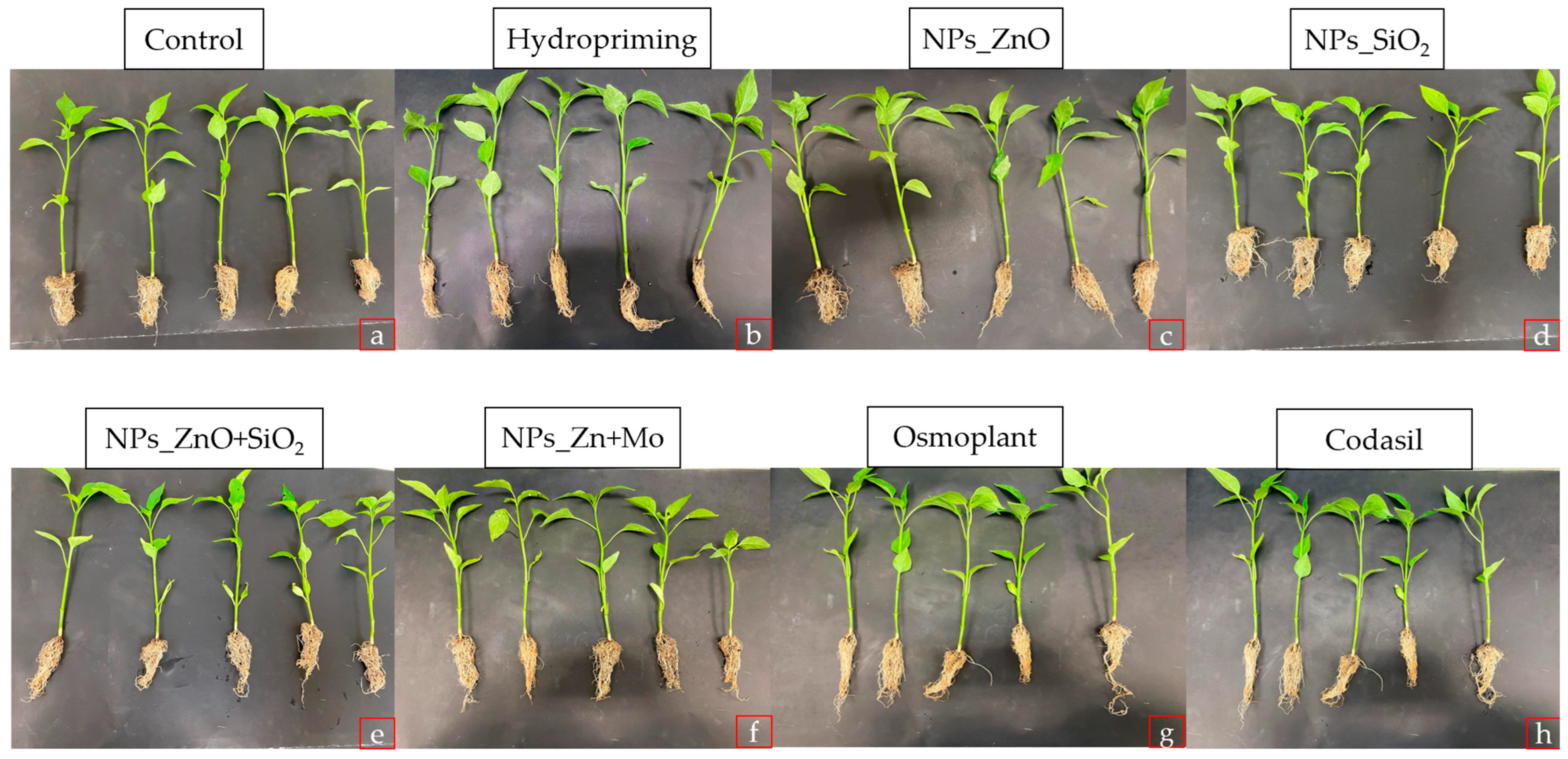 Seeds 04 00047 g004 Seeds 04 00047 g004