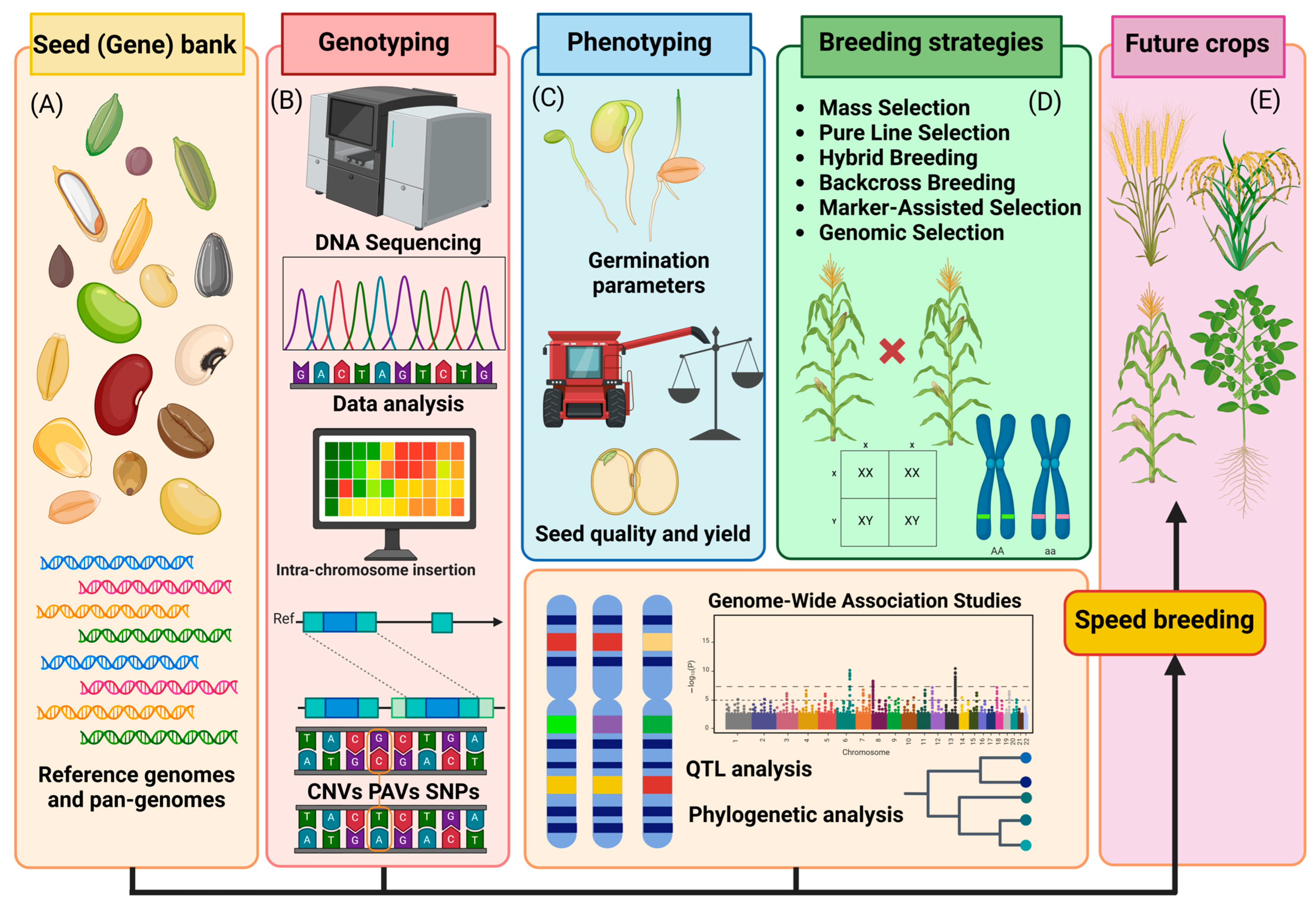 Seeds 04 00049 g002 Seeds 04 00049 g002