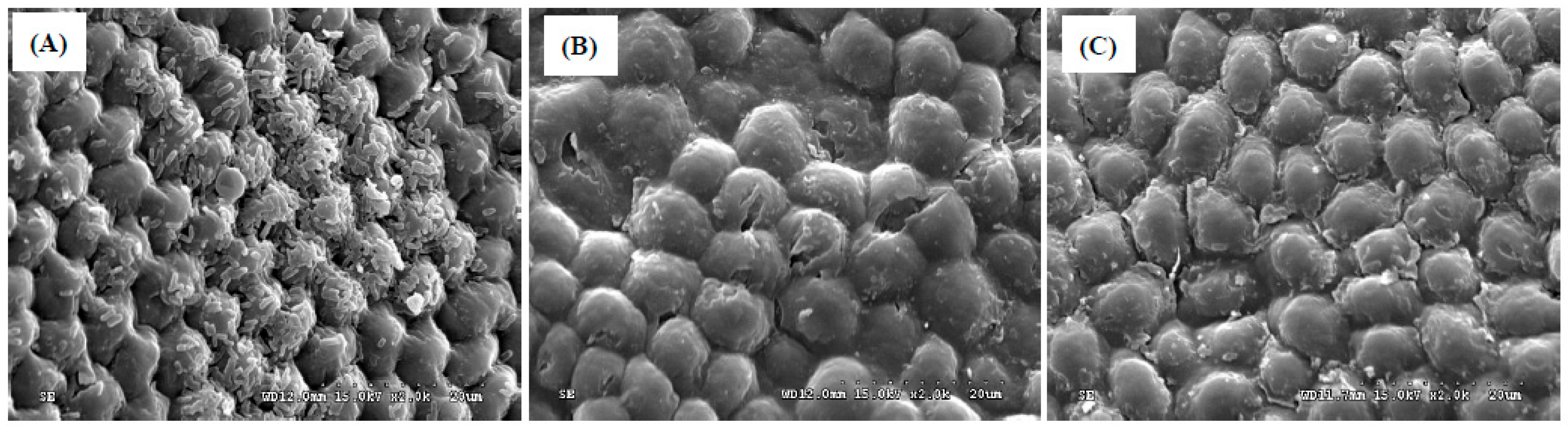 Seeds 04 00051 g004 Seeds 04 00051 g004