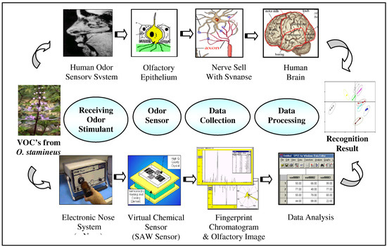 Sensors Free Full-Text Chemometric Classification of Herb