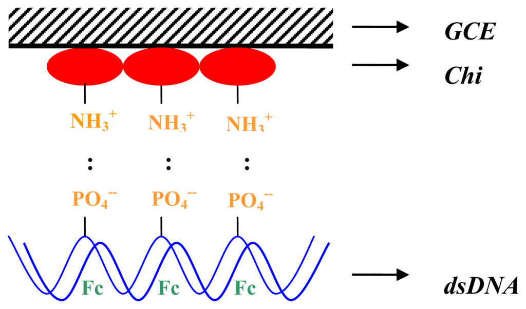 Sensors Free FullText Electrochemical Detection of a Denguerelated Oligonucleotide