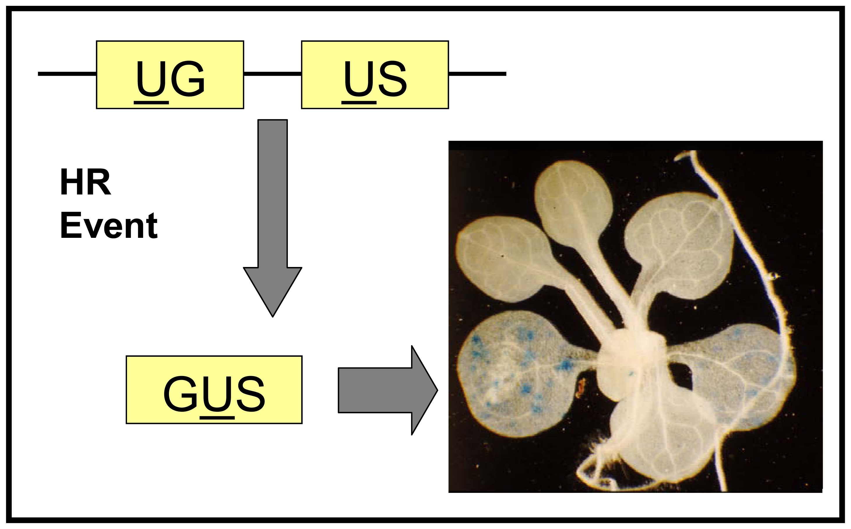 Sensors 08 01539f2 1024