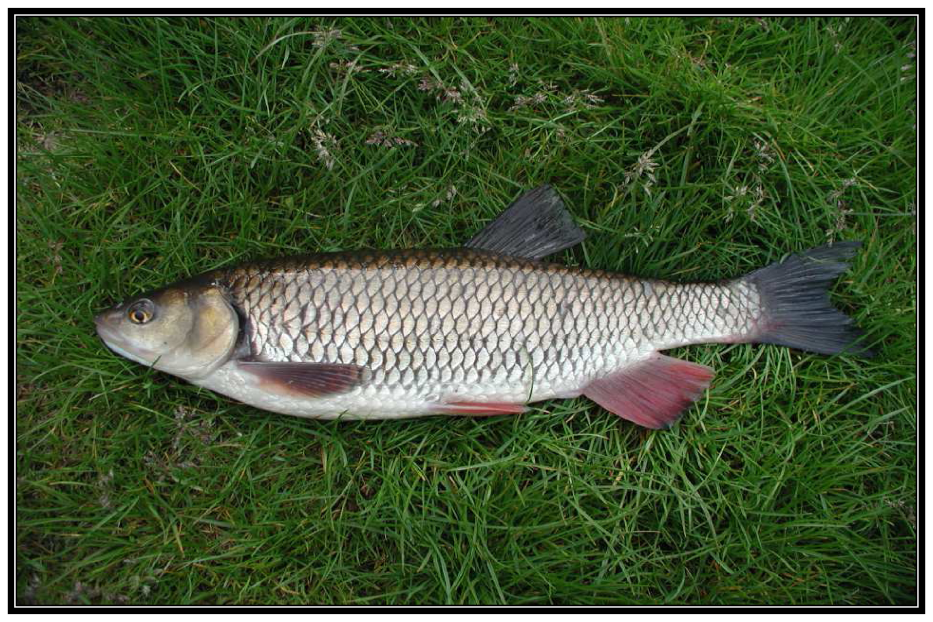 Sensors 08 02589f1 1024