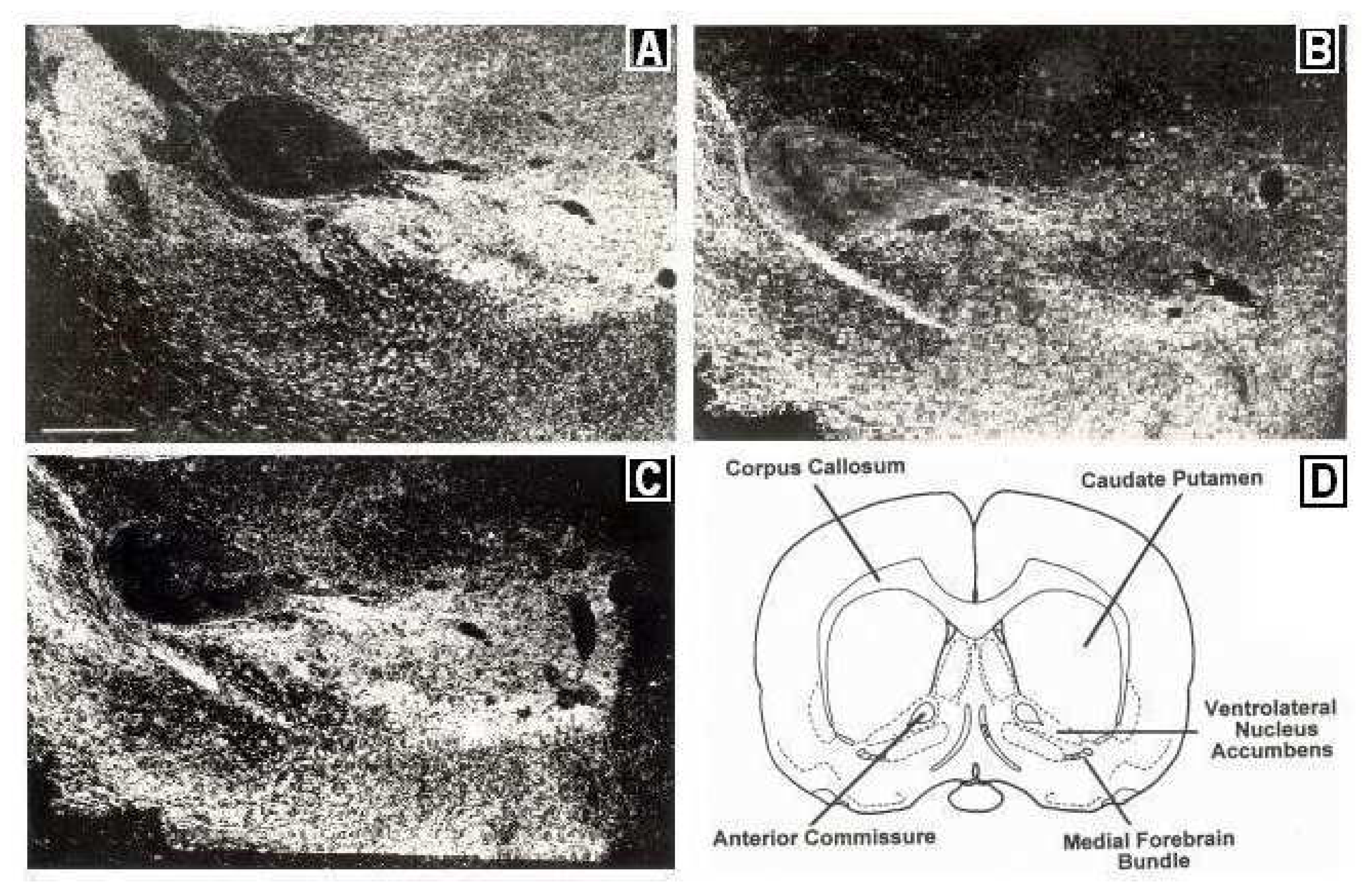 Sensors 08 04033f2 1024