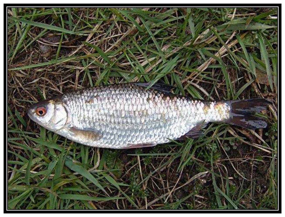 Sensors 08 04095f4 1024