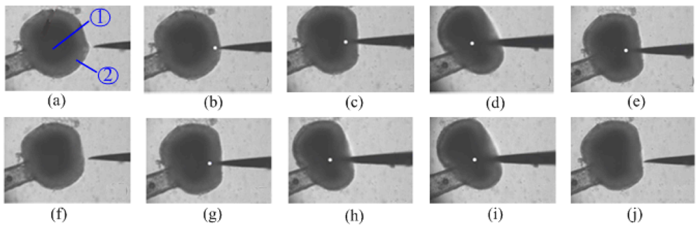Sensors 09 03325f10 1024