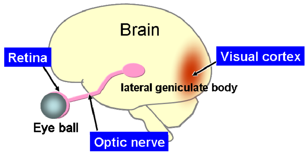 Sensors 09 09073f5 1024