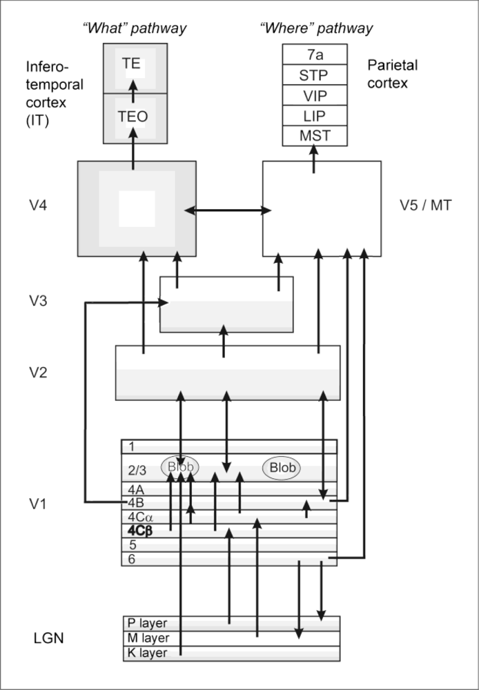 Sensors | Free Full-Text | Visual Pathways Serving Motion Detection in ...