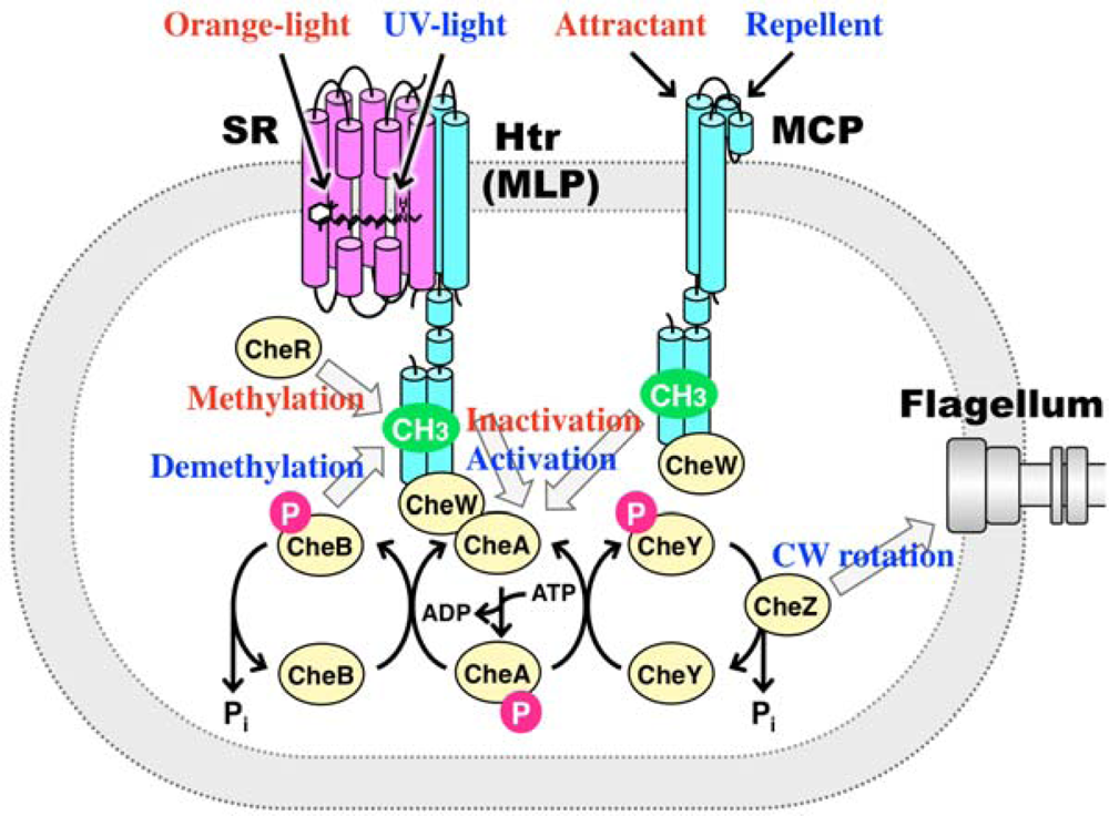 Sensors Free FullText Phototactic and Chemotactic Signal