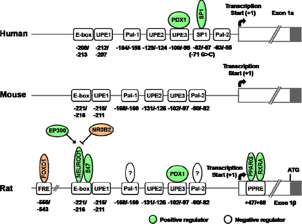 Sensors | Free Full-Text | Transcriptional Regulation of Glucose