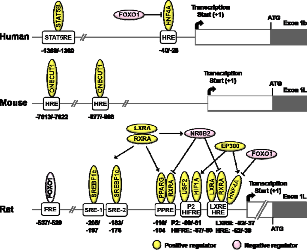 Hyperinsulinism in an individual with an EP300 variant of