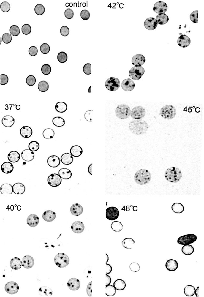 Sensors 10 07099f3 1024