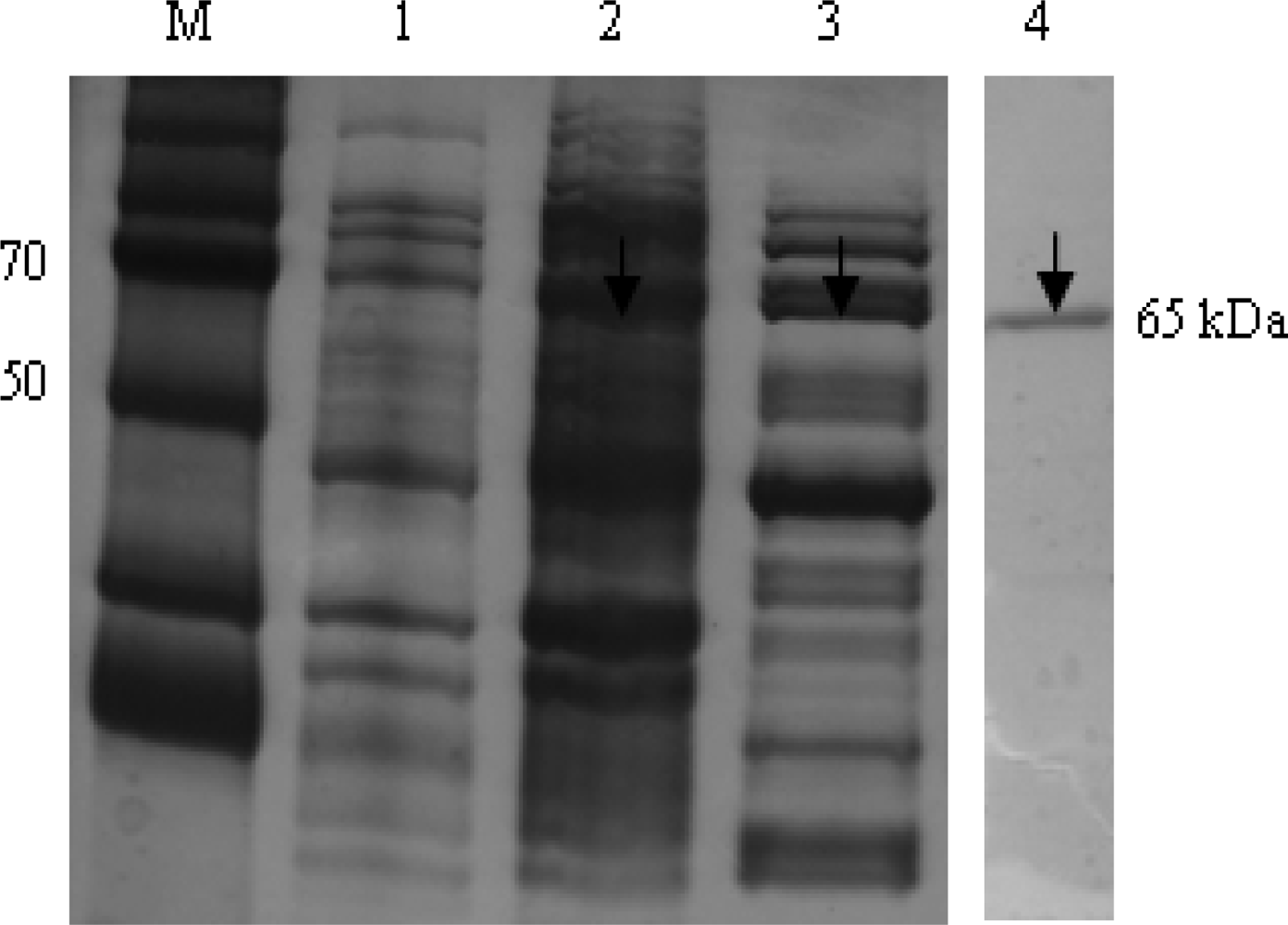 Sensors 11 06685f3 1024