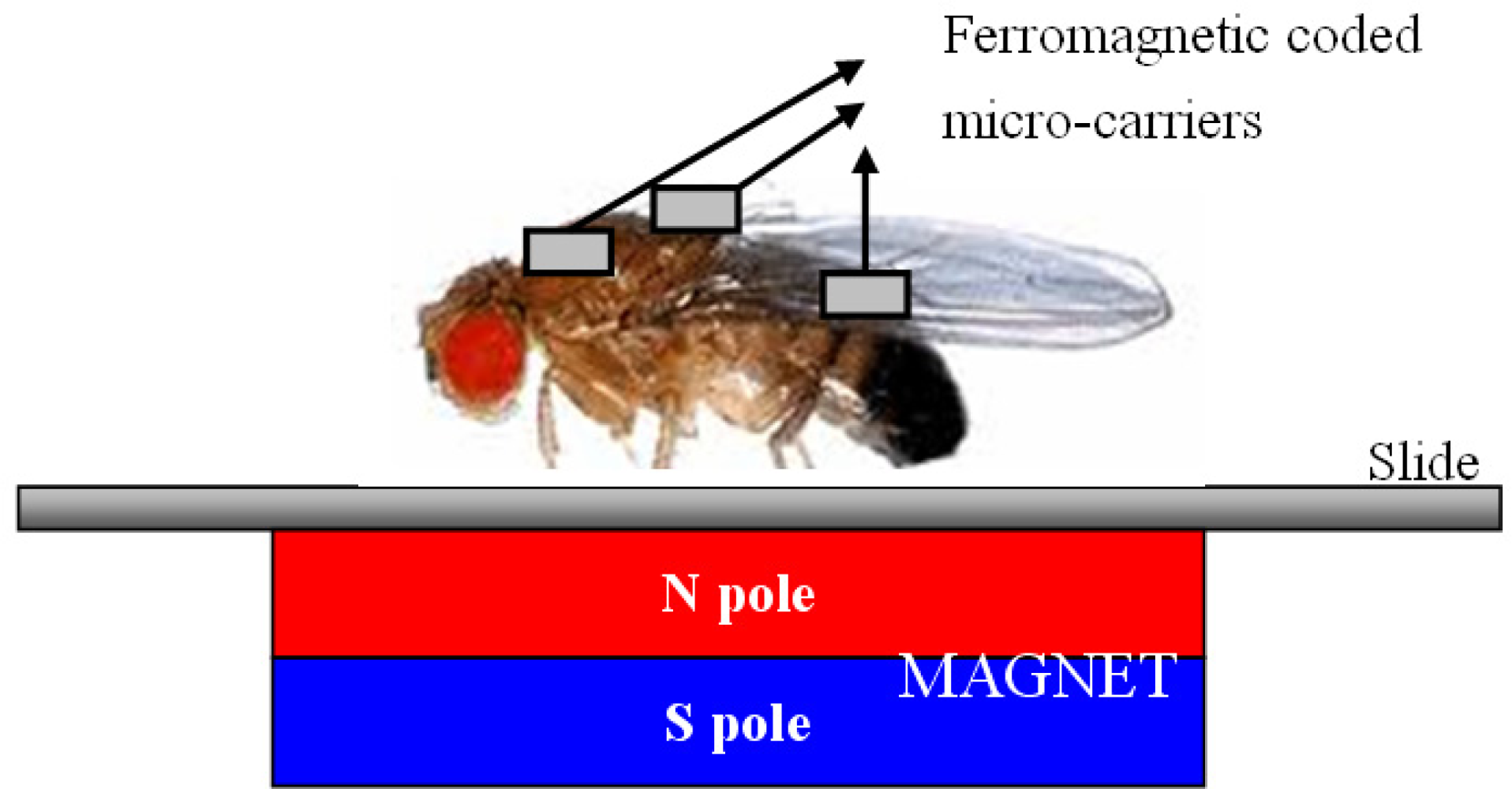 Sensors 11 07851f12 1024