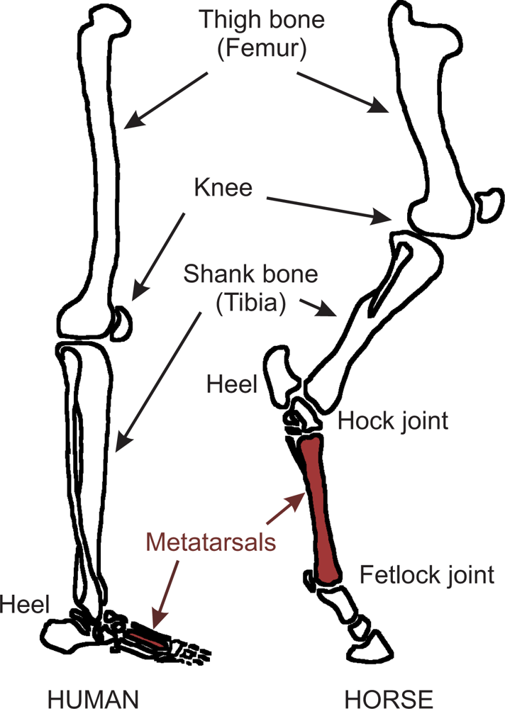 Sensors Free Full Text On The Biomimetic Design Of Agile Robot Legs Html